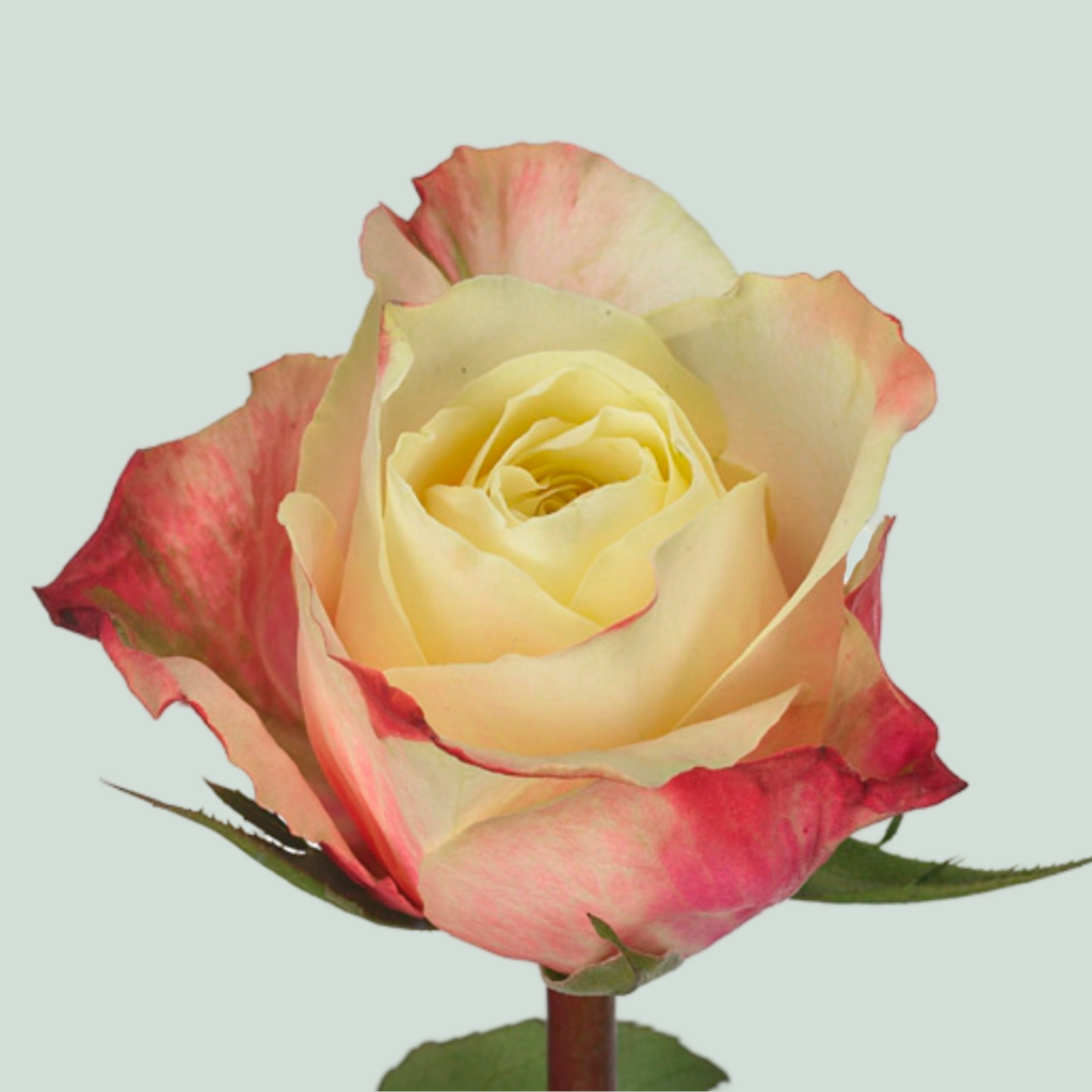 Rose - Rosa - Marosa
