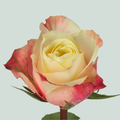 Rose - Rosa - Marosa