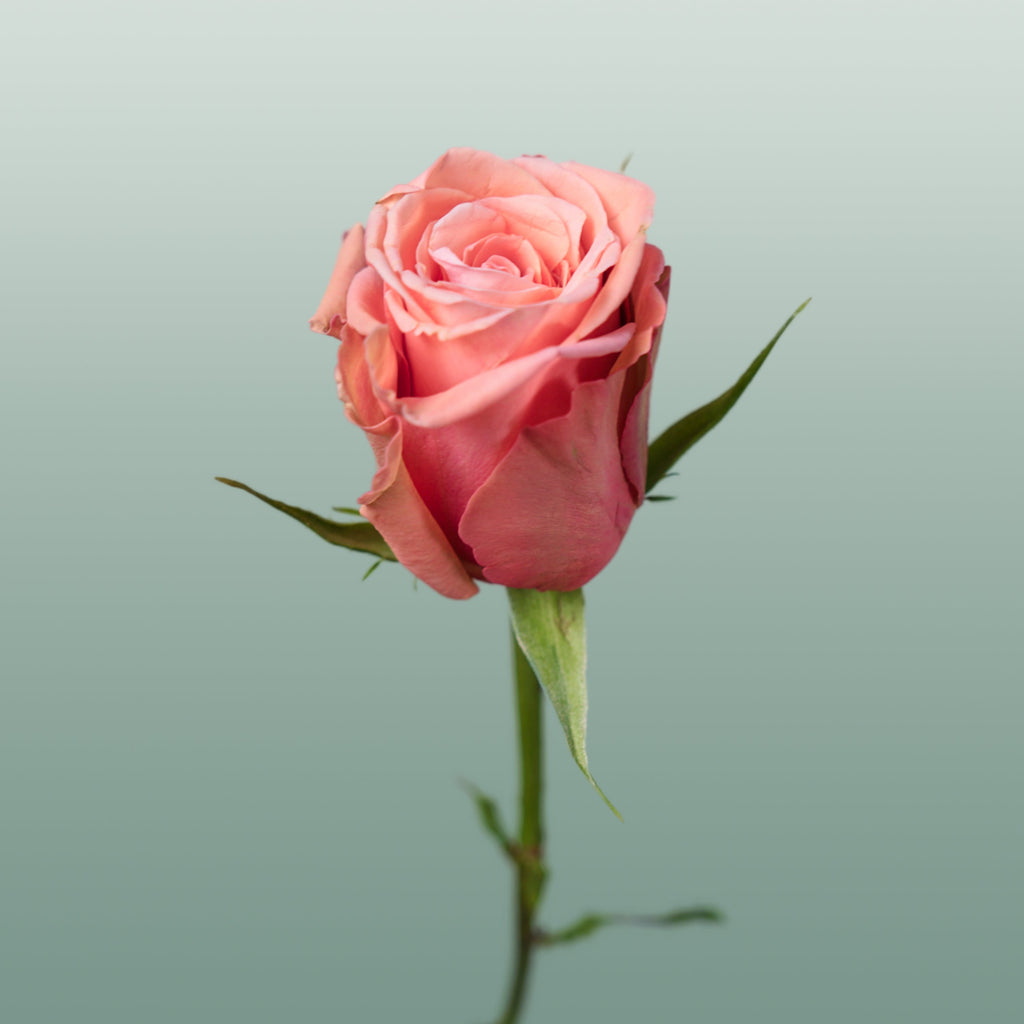 Rose Maureen (20 Stems)