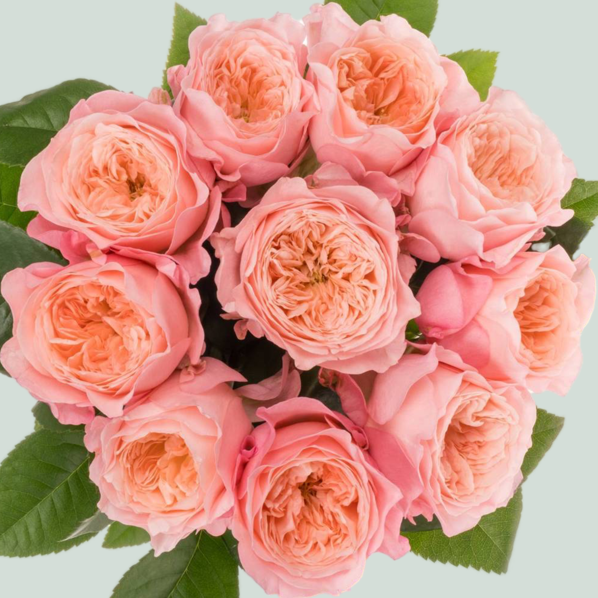 Rose - Rosa - Mayfield