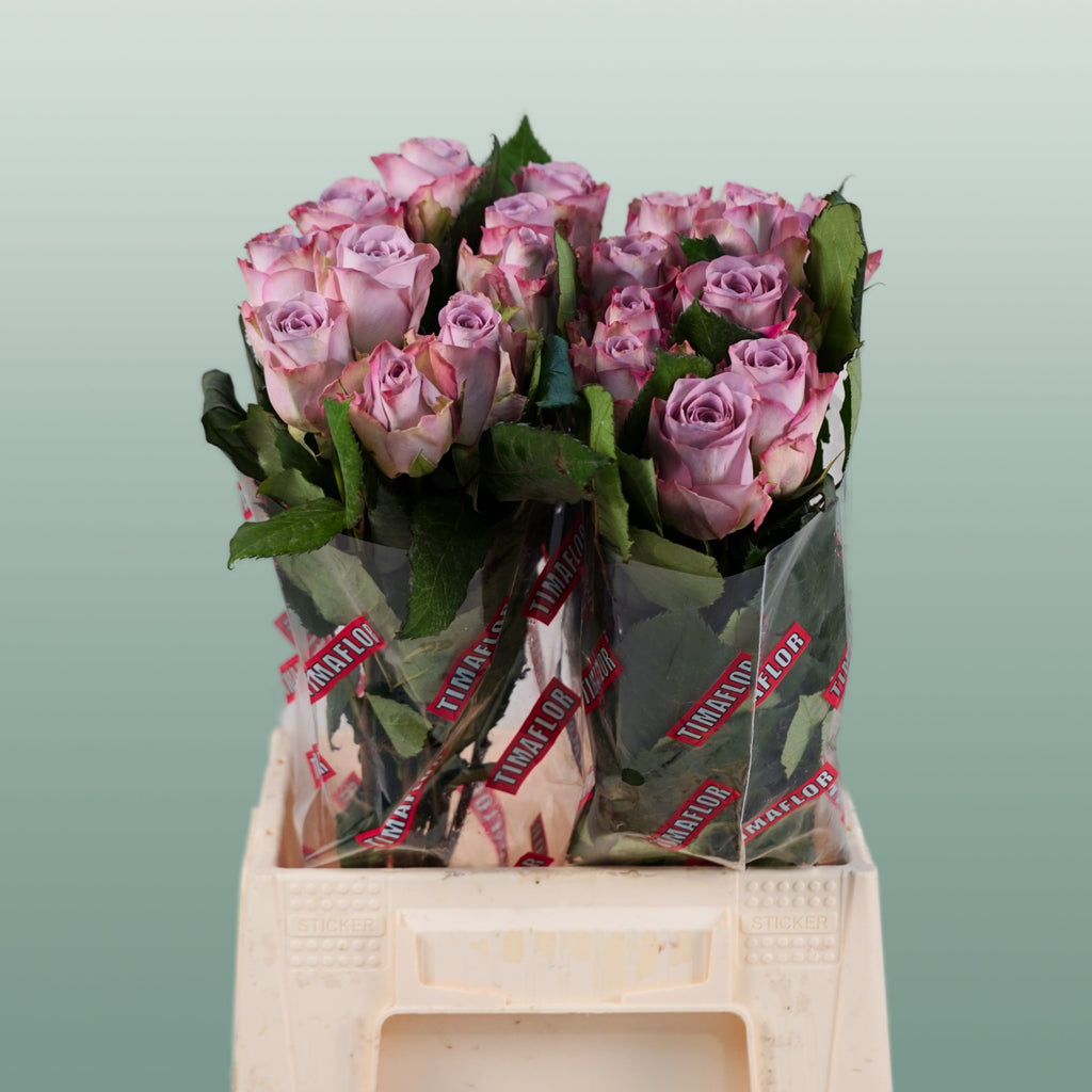 Rose - Rosa - Memory Lane