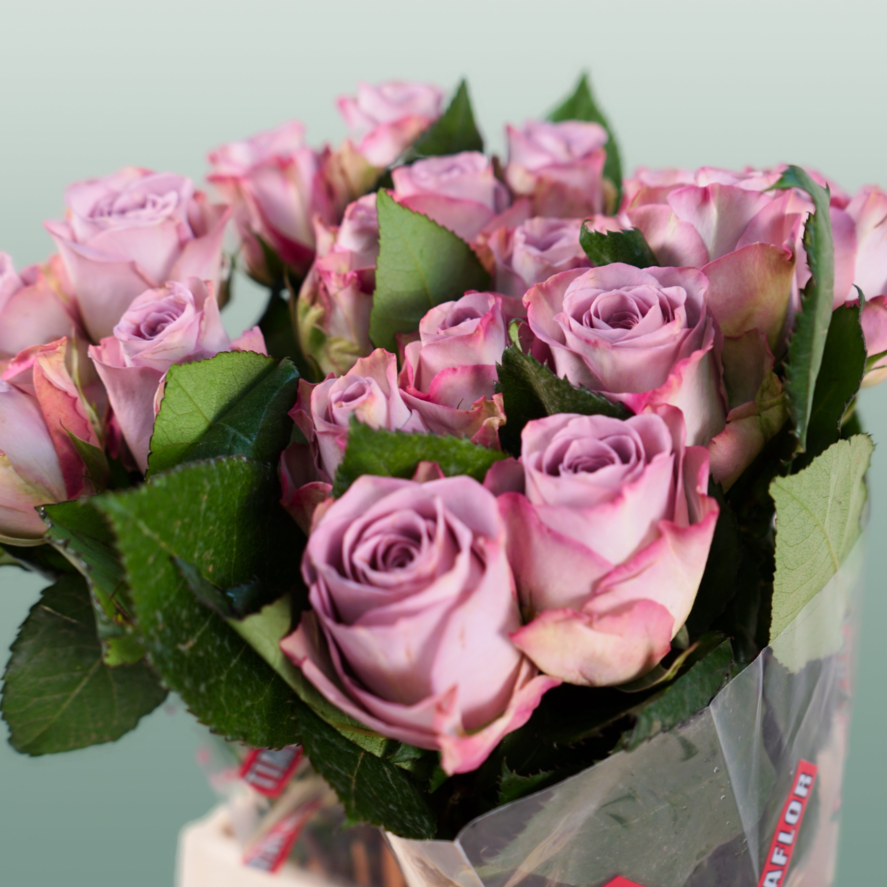 Rose - Rosa - Memory Lane
