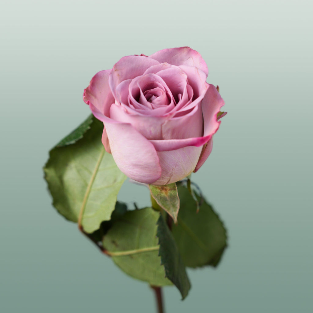 Rose - Rosa - Memory Lane
