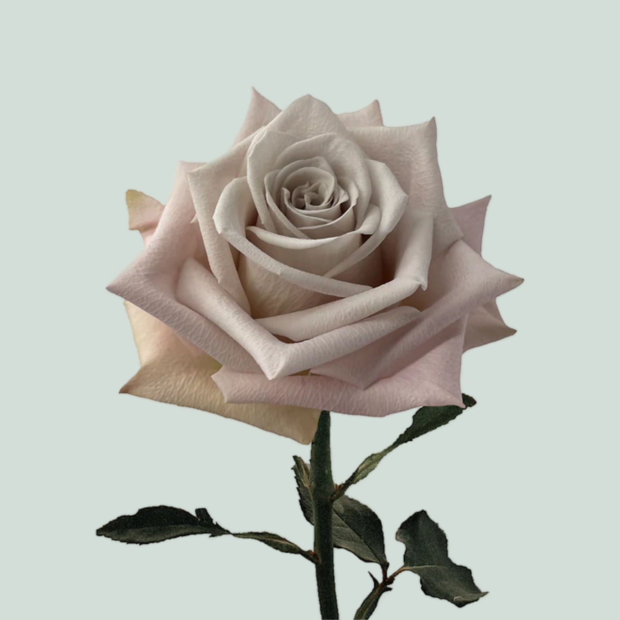 Rose Menta (20 Stems)