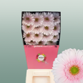 Gerbera Large Michelle