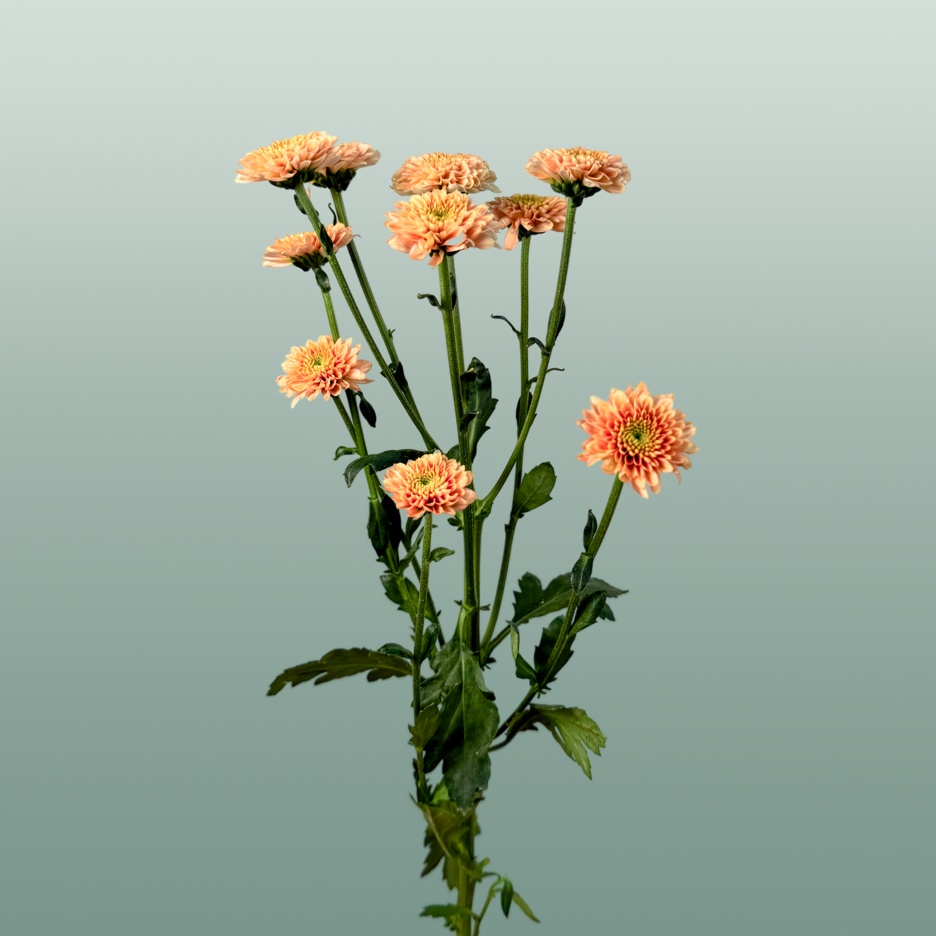 Chrysanthemum Santini Miller Smokey