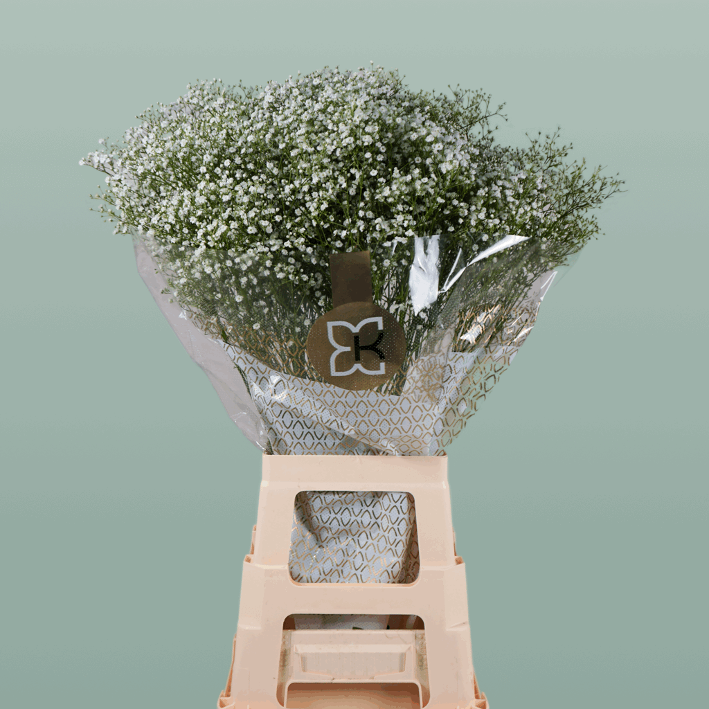 Gypsophila Million Star