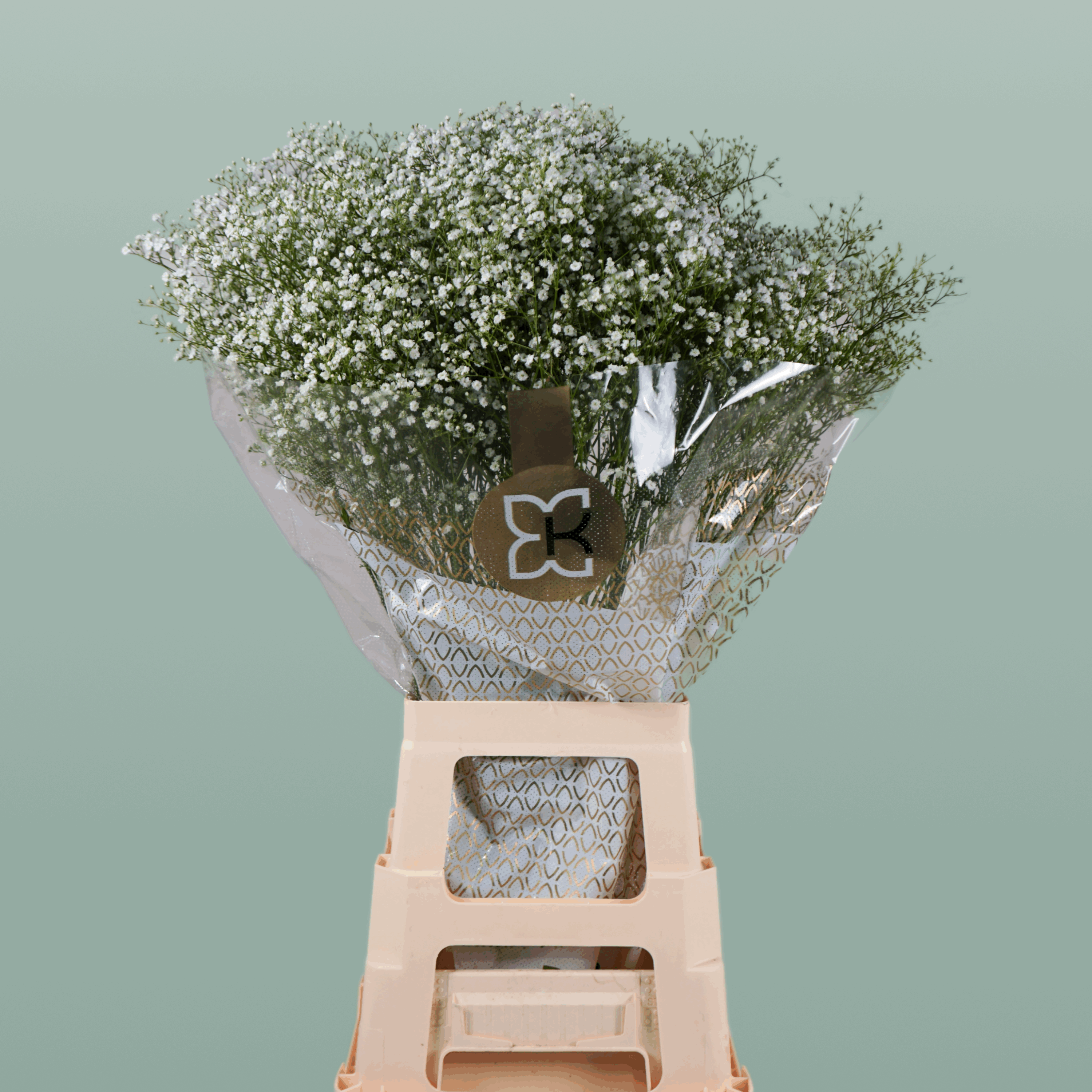 Gypsophila Million Star