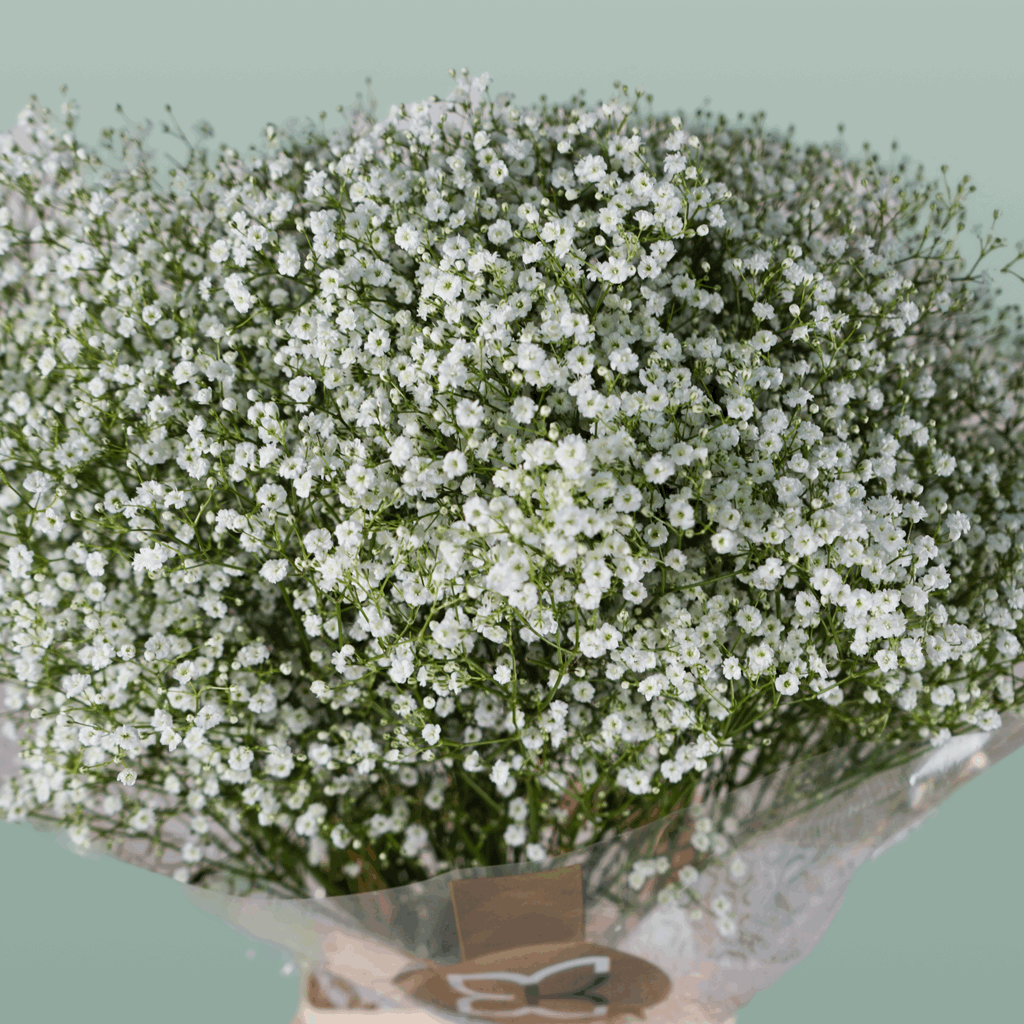 Gypsophila Million Star