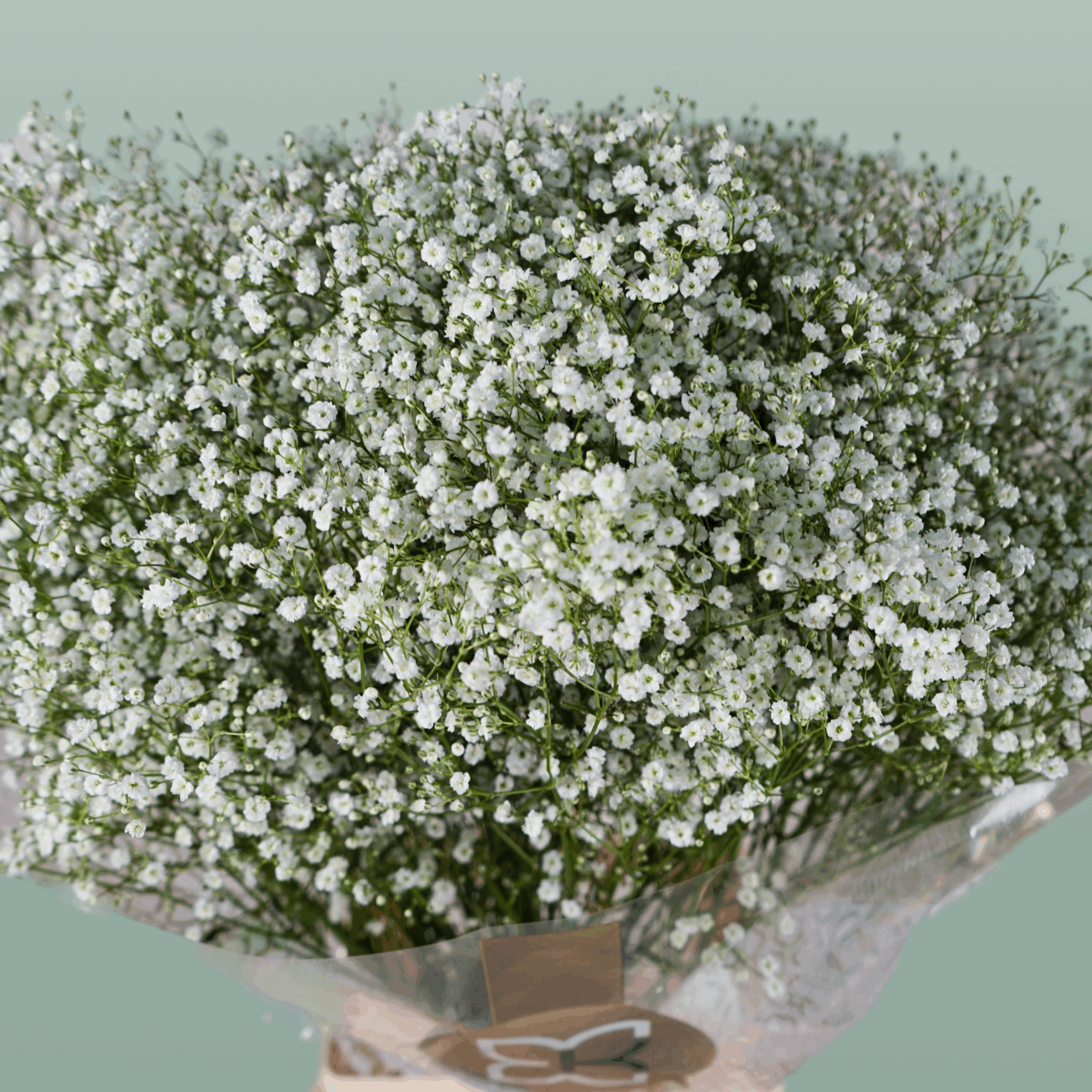 Gypsophila Zinzi Discovery