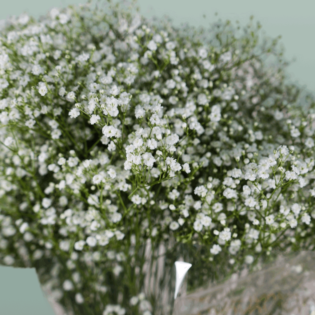 Gypsophila Million Star