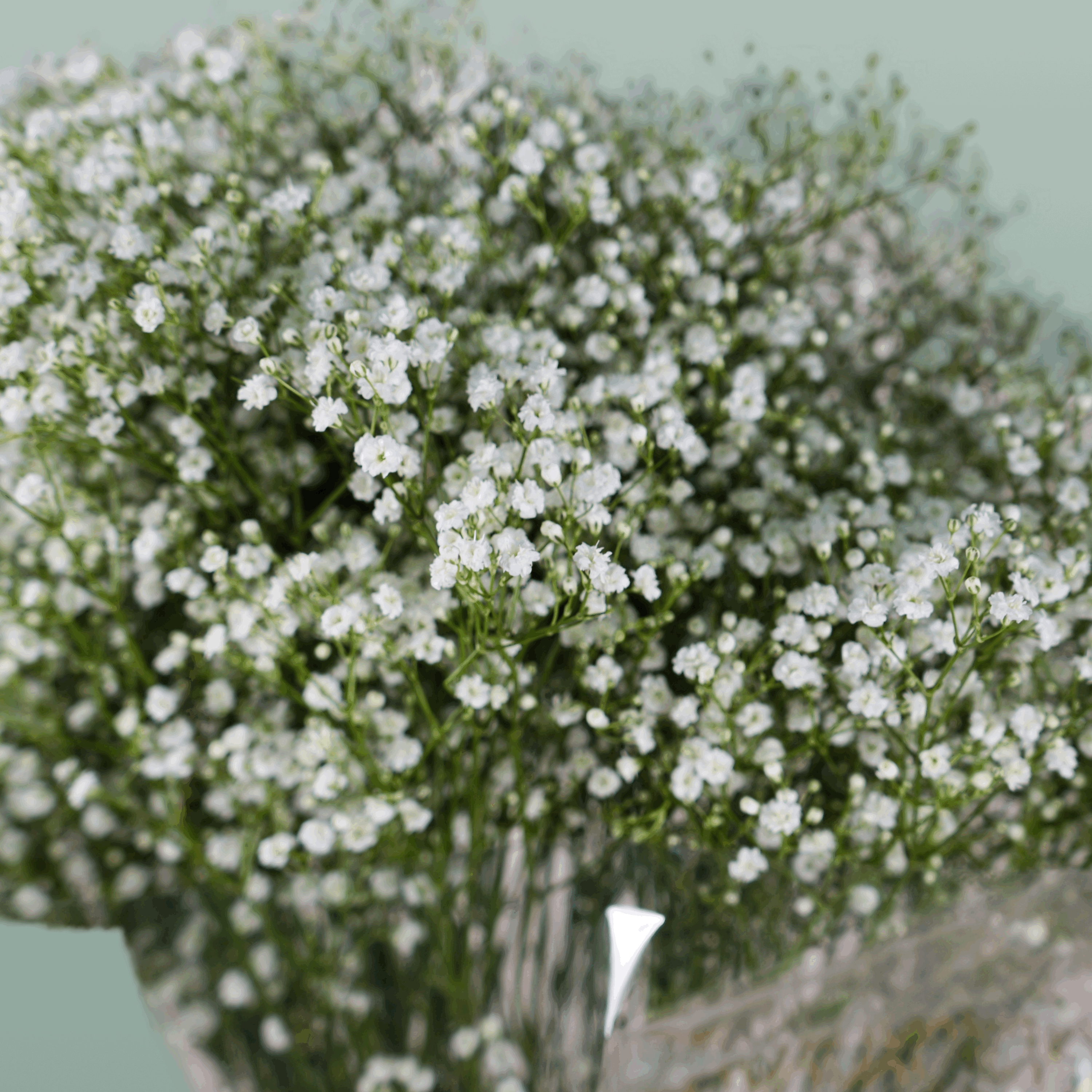 Gypsophila Million Star