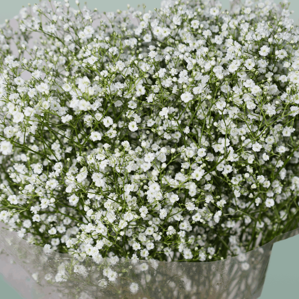 Gypsophila Million Star