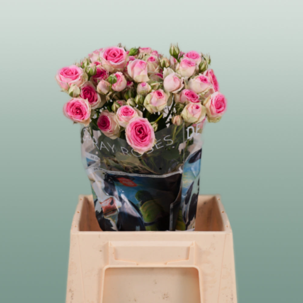 Spray Rose - Rosa - Mimi Eden