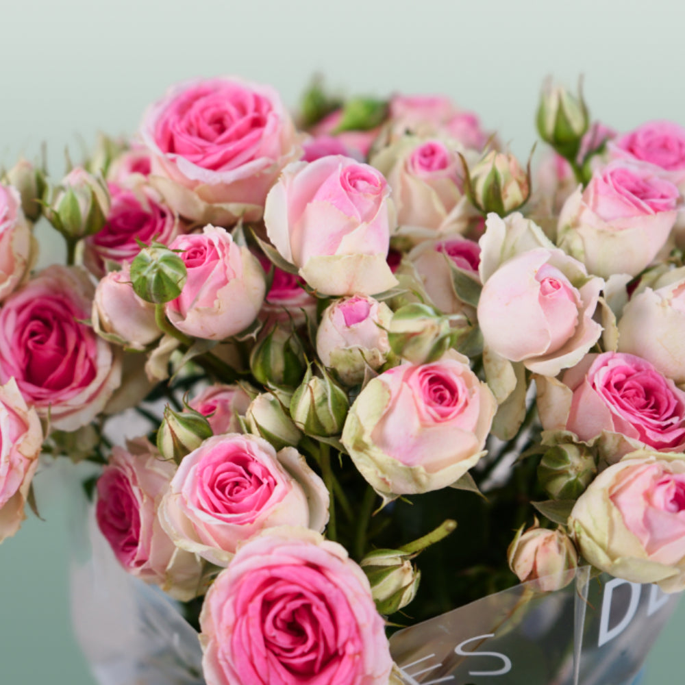 Spray Rose - Rosa - Mimi Eden