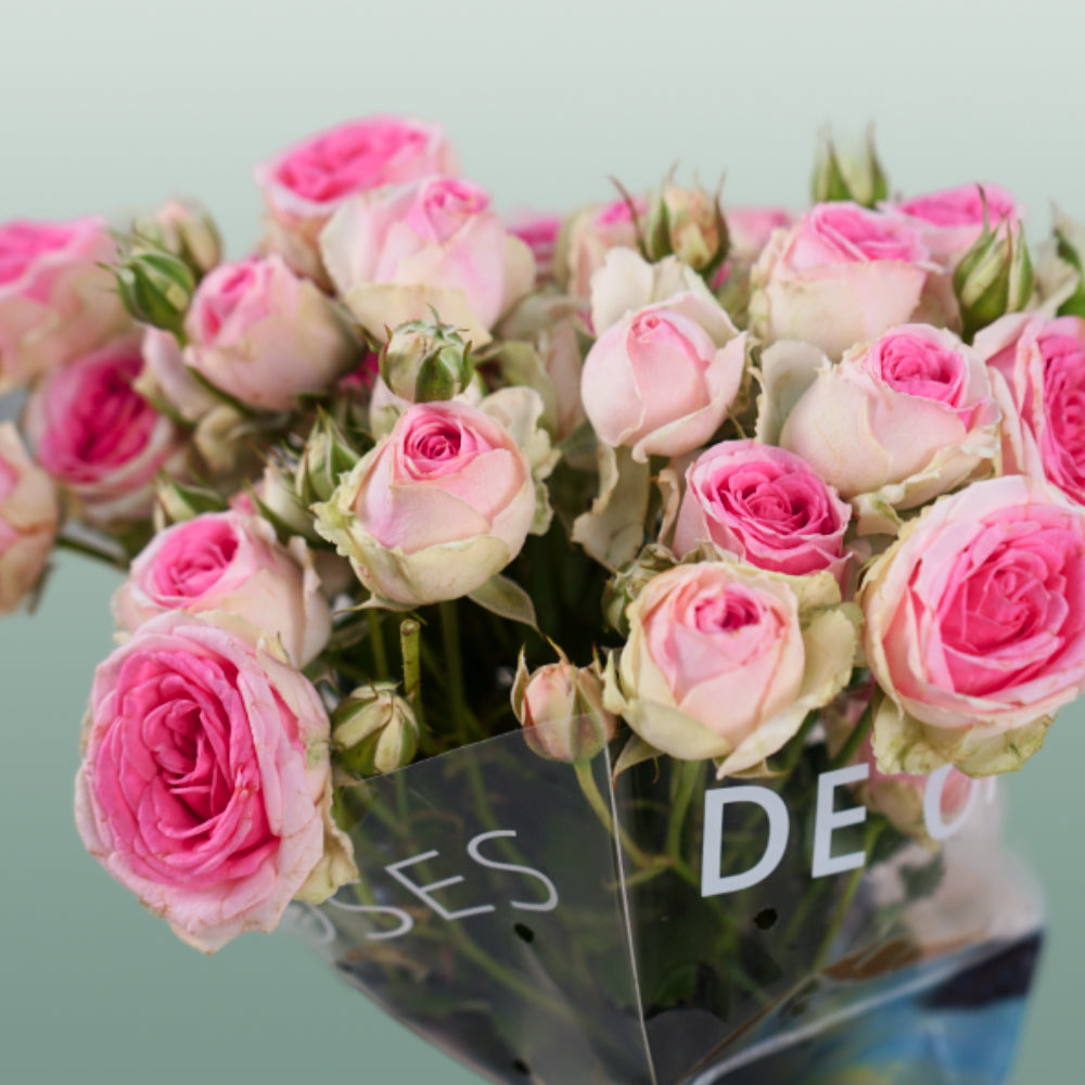Spray Rose - Rosa - Mimi Eden