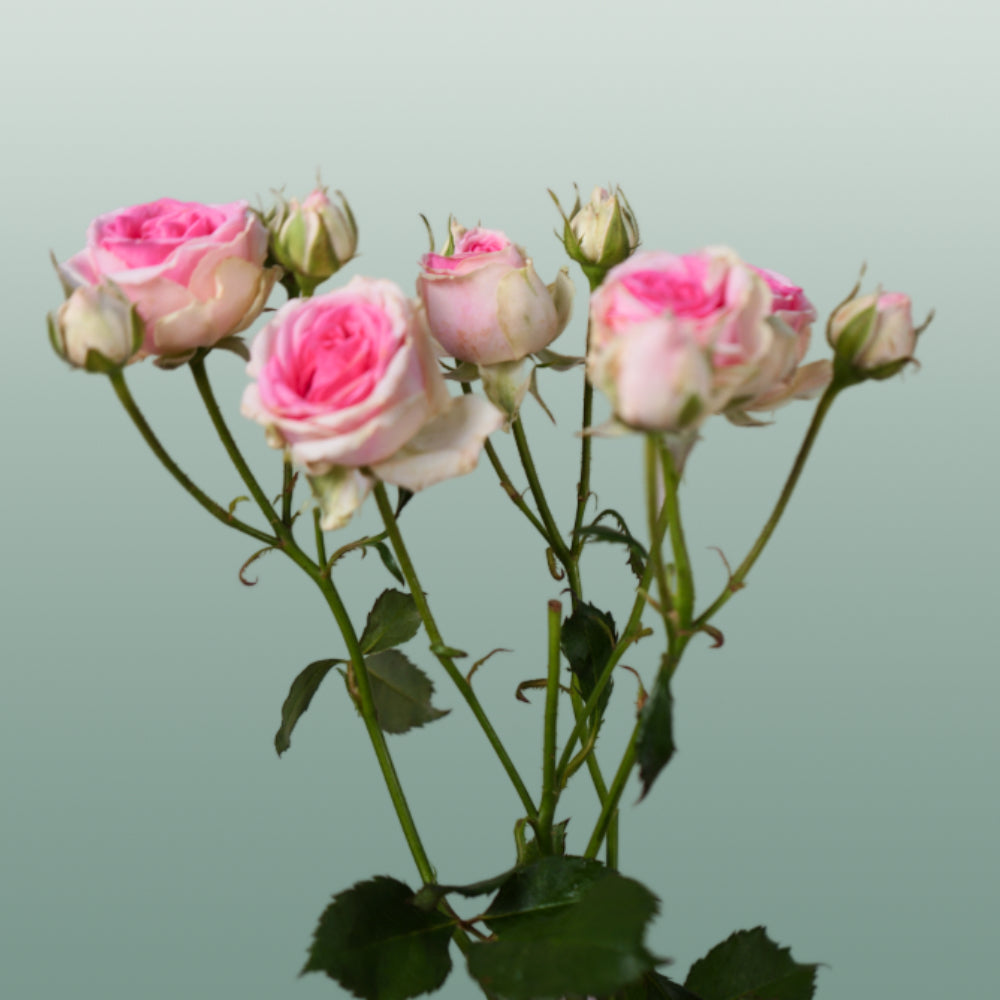 Spray Rose - Rosa - Mimi Eden