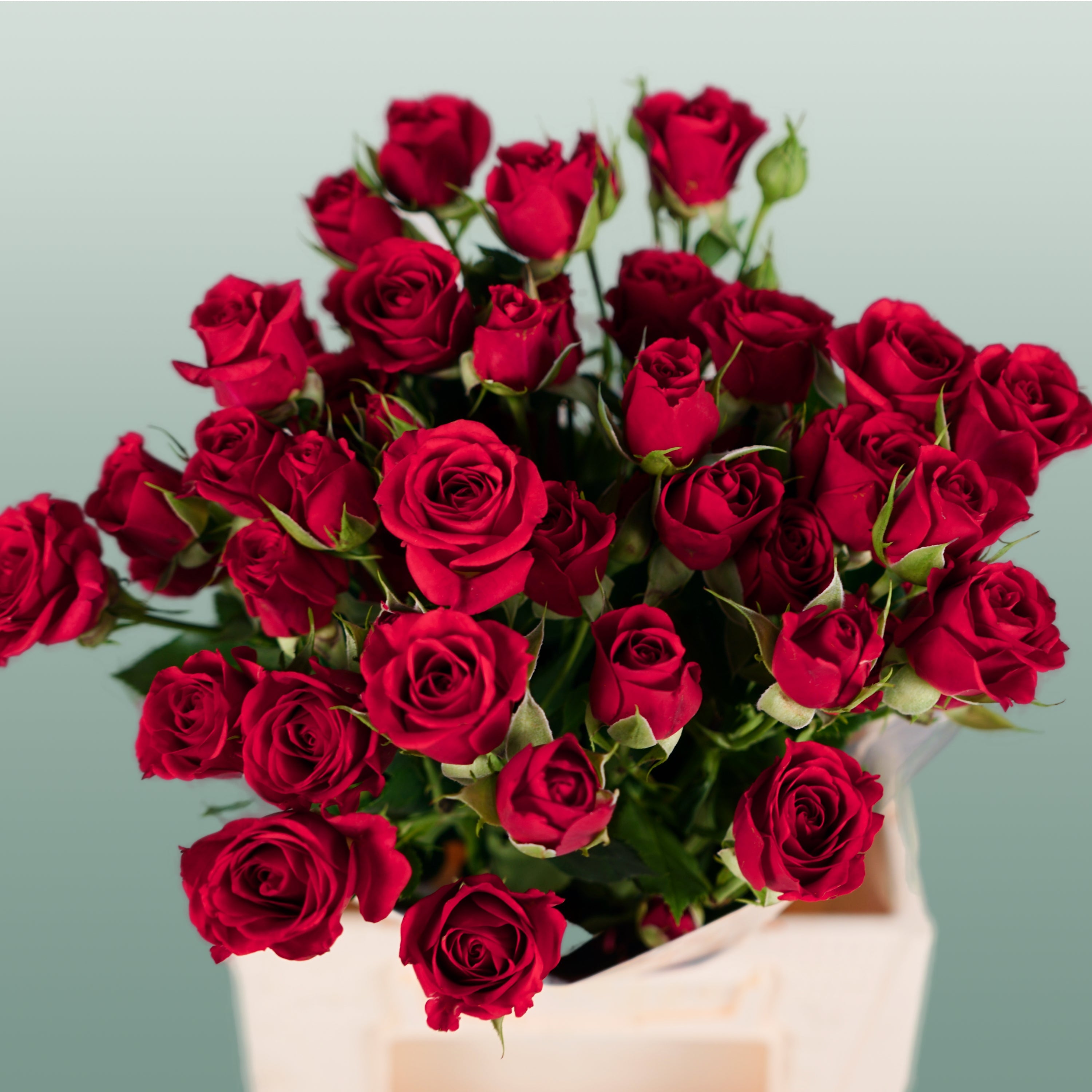 Spray Rose - Rosa - Mirabel
