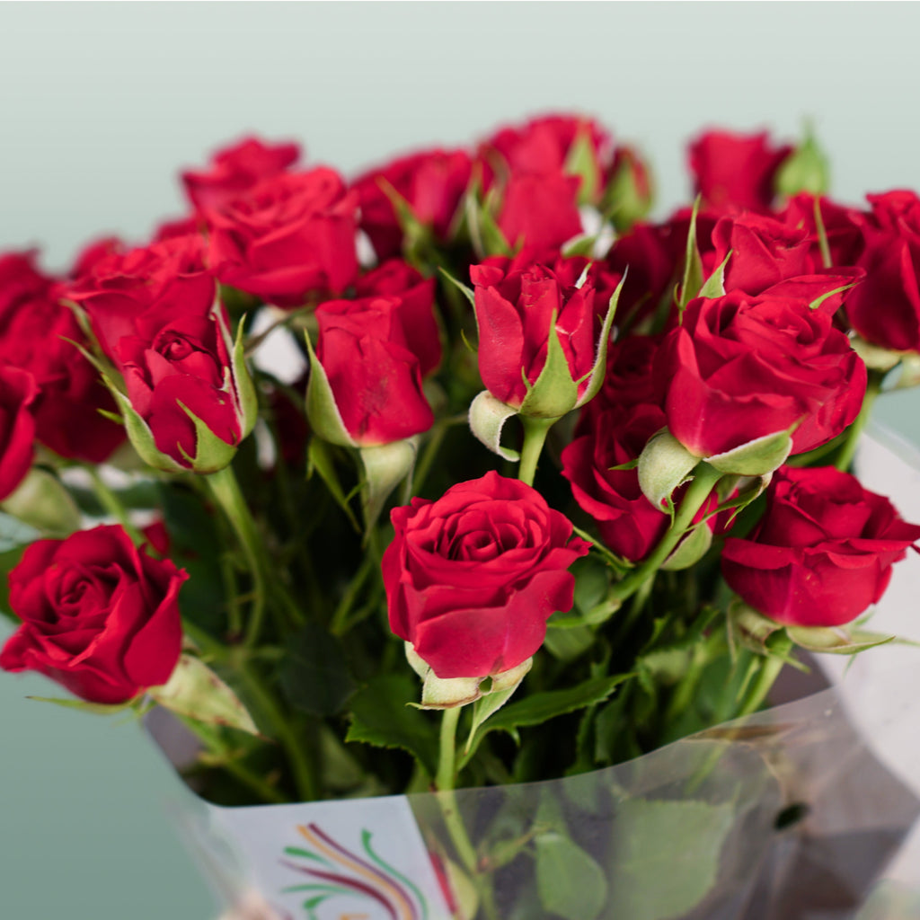 Spray Rose - Rosa - Mirabel