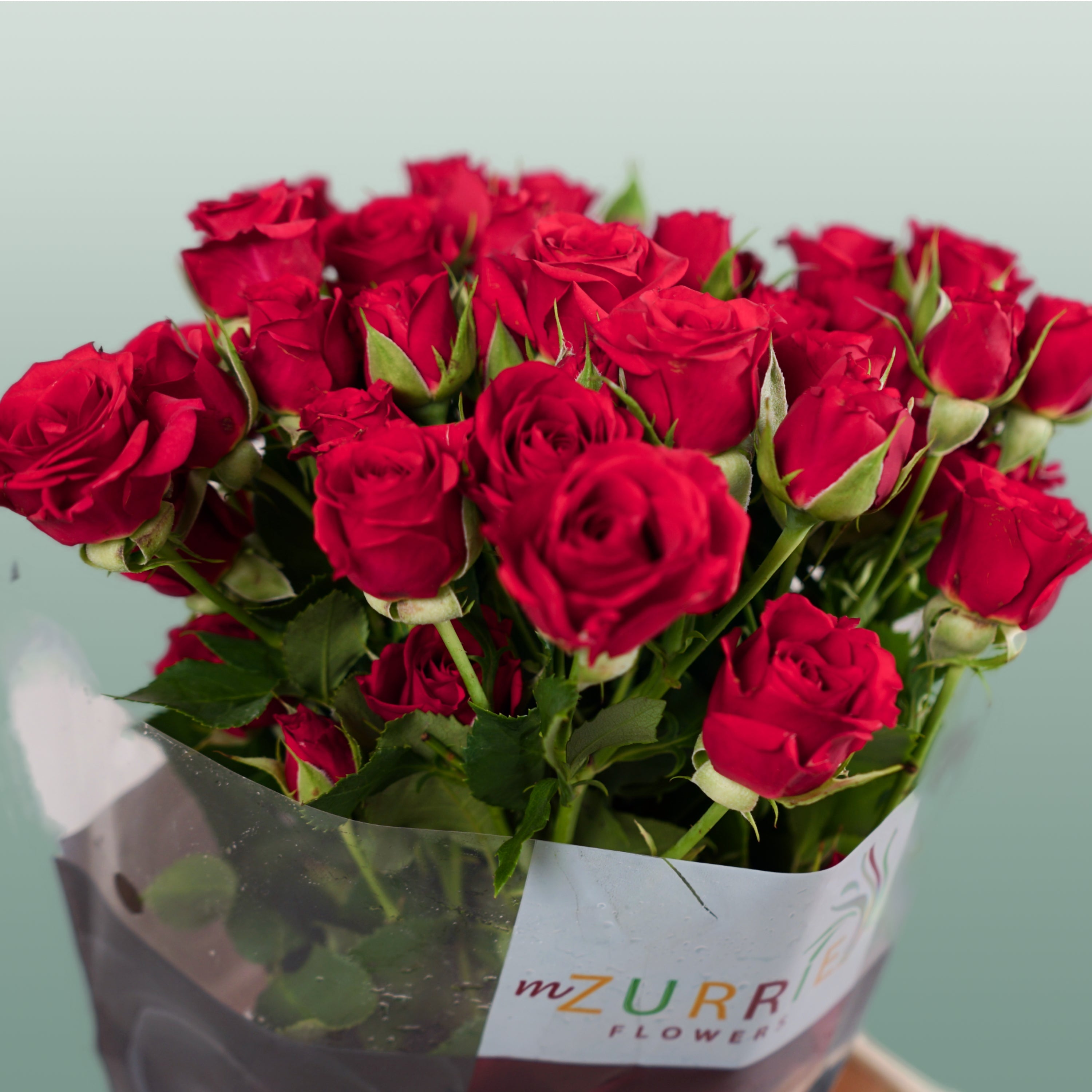 Spray Rose - Rosa - Mirabel