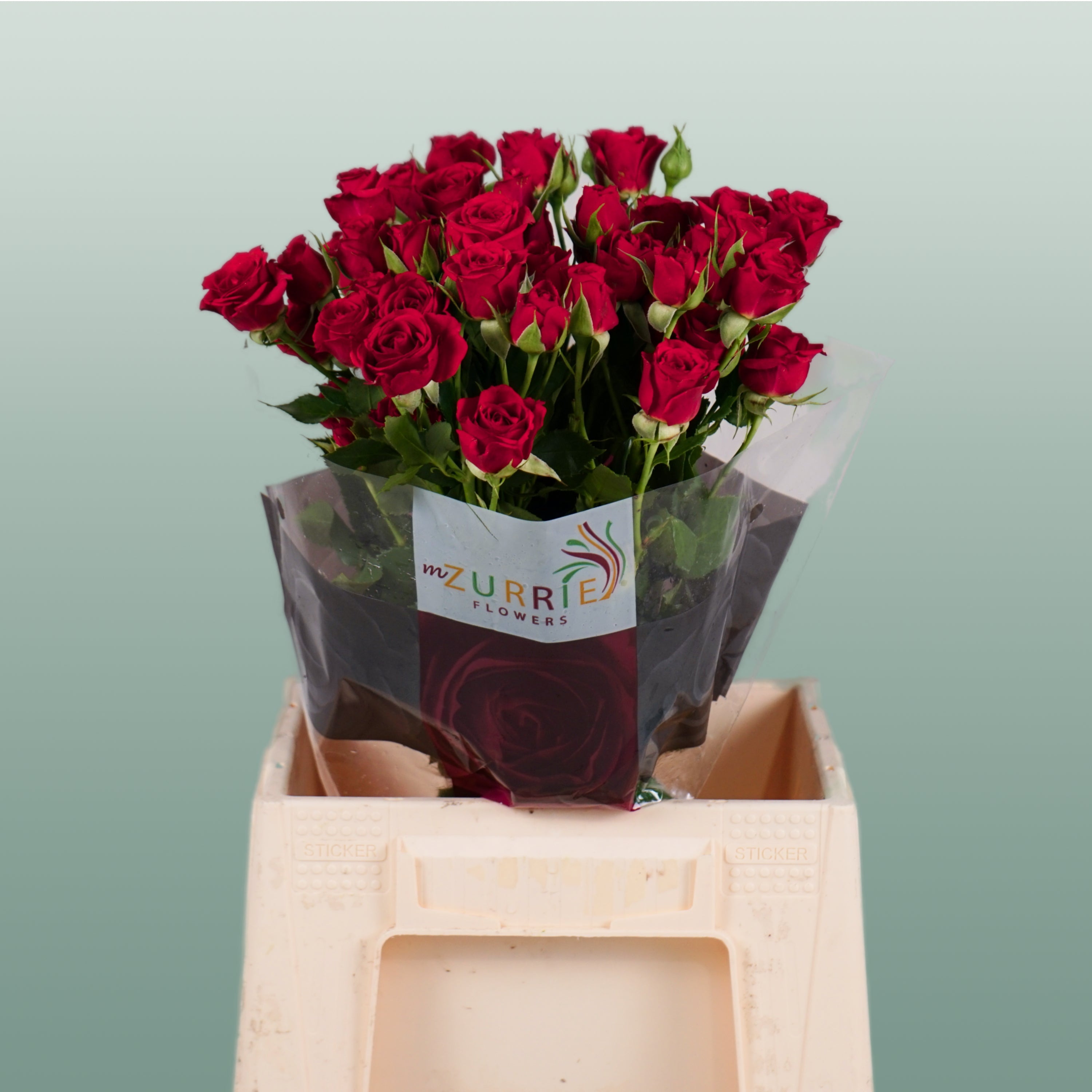 Spray Rose - Rosa - Mirabel