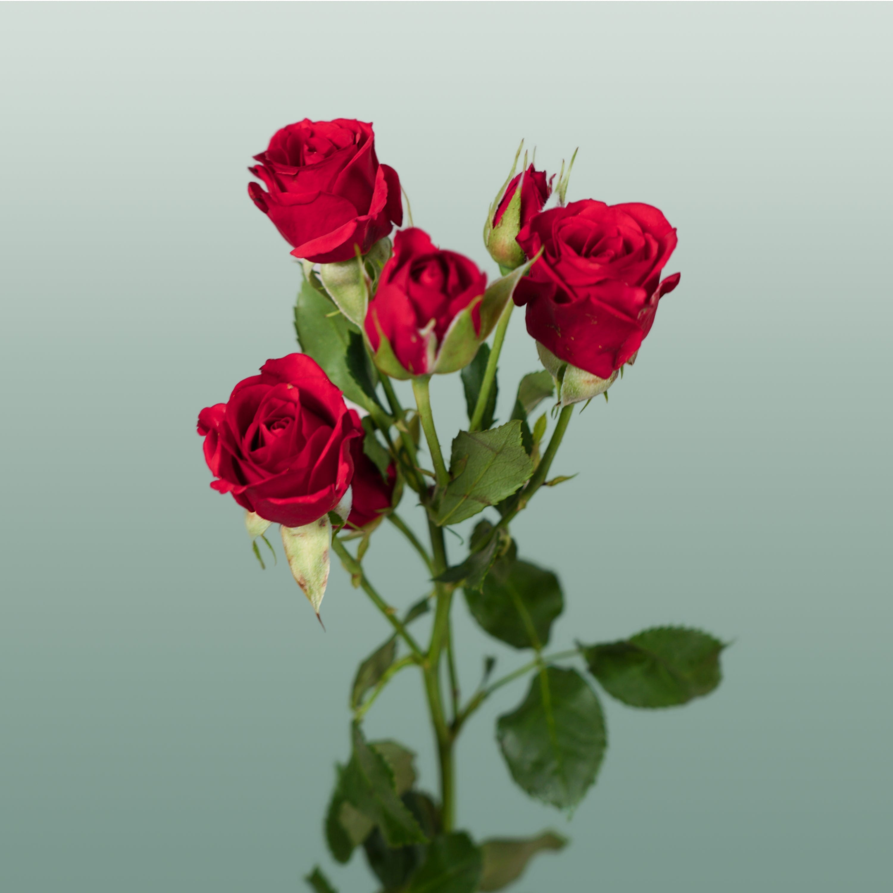 Spray Rose - Rosa - Mirabel