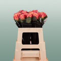 Rose - Rosa - Miss Piggy+
