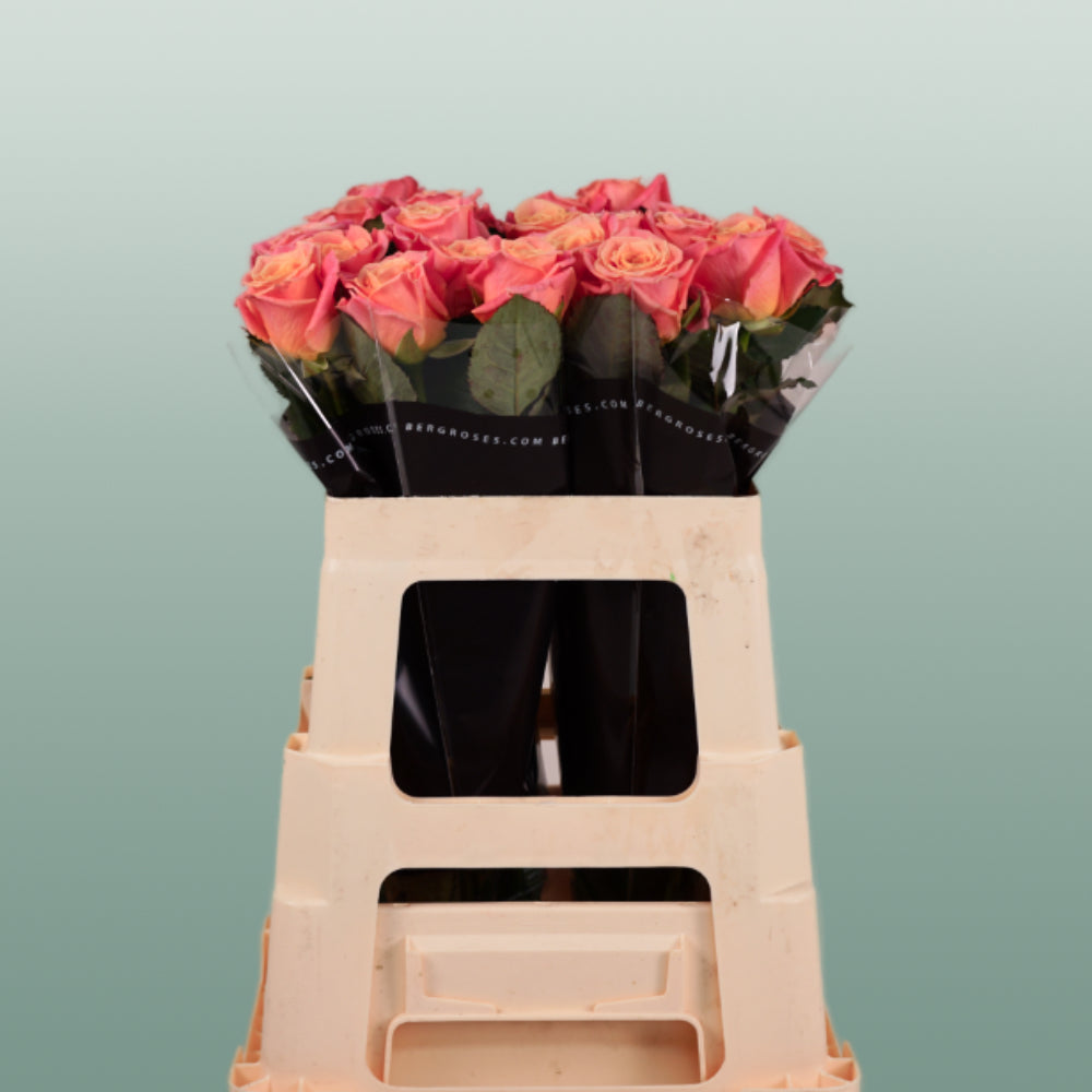 Rose - Rosa - Miss Piggy+