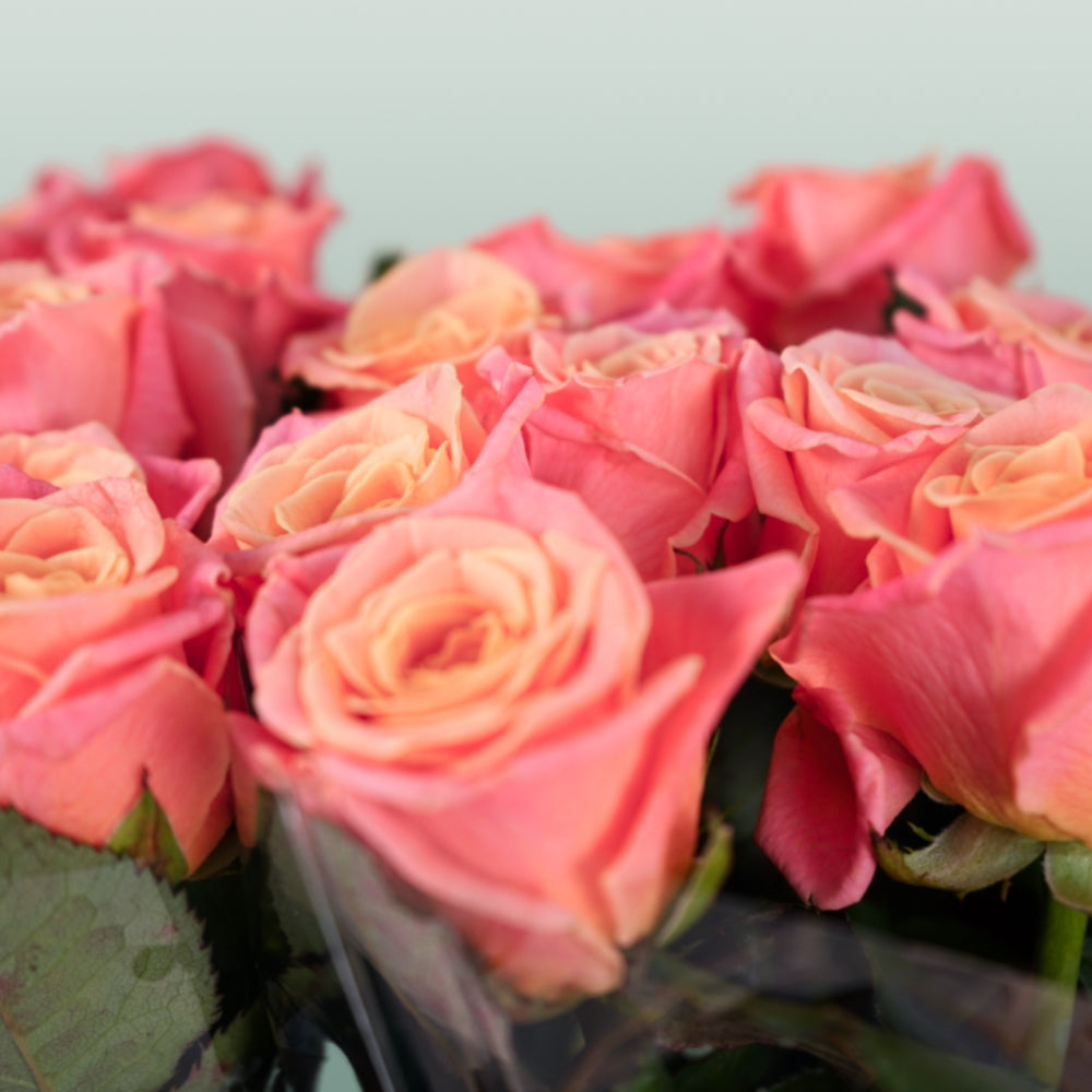 Rose - Rosa - Miss Piggy+