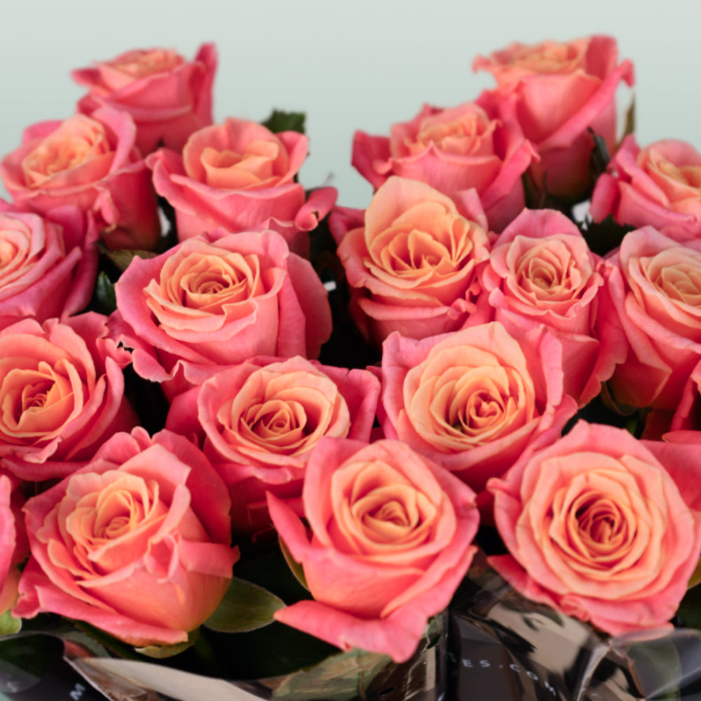 Rose - Rosa - Miss Piggy+