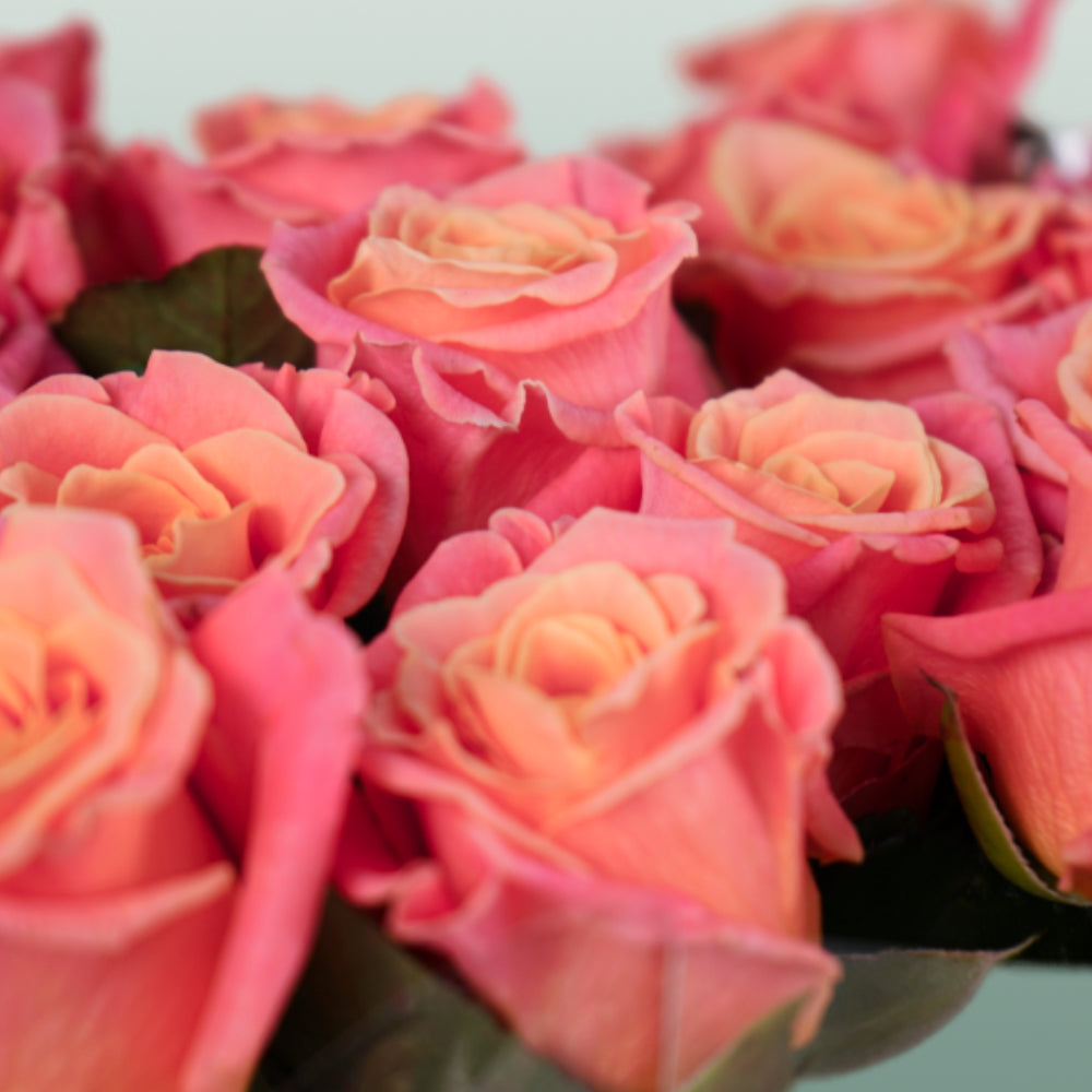 Rose - Rosa - Miss Piggy+