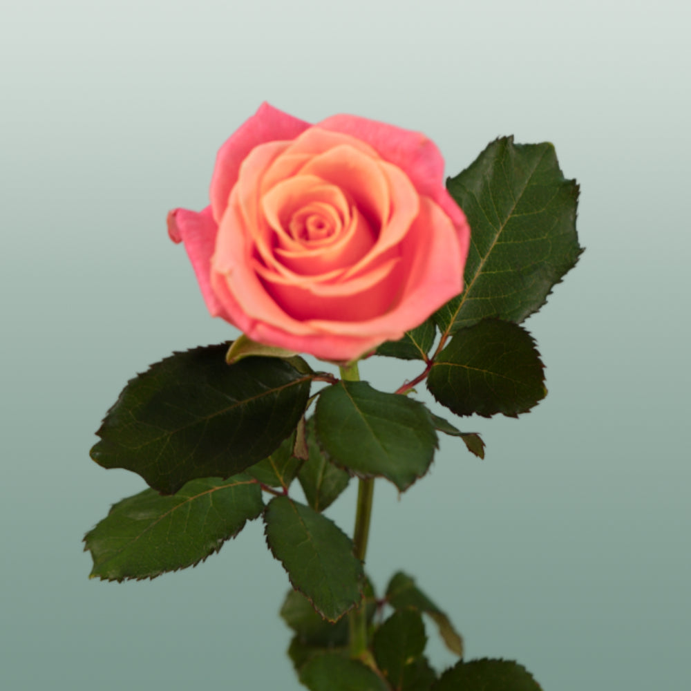 Rose - Rosa - Miss Piggy+