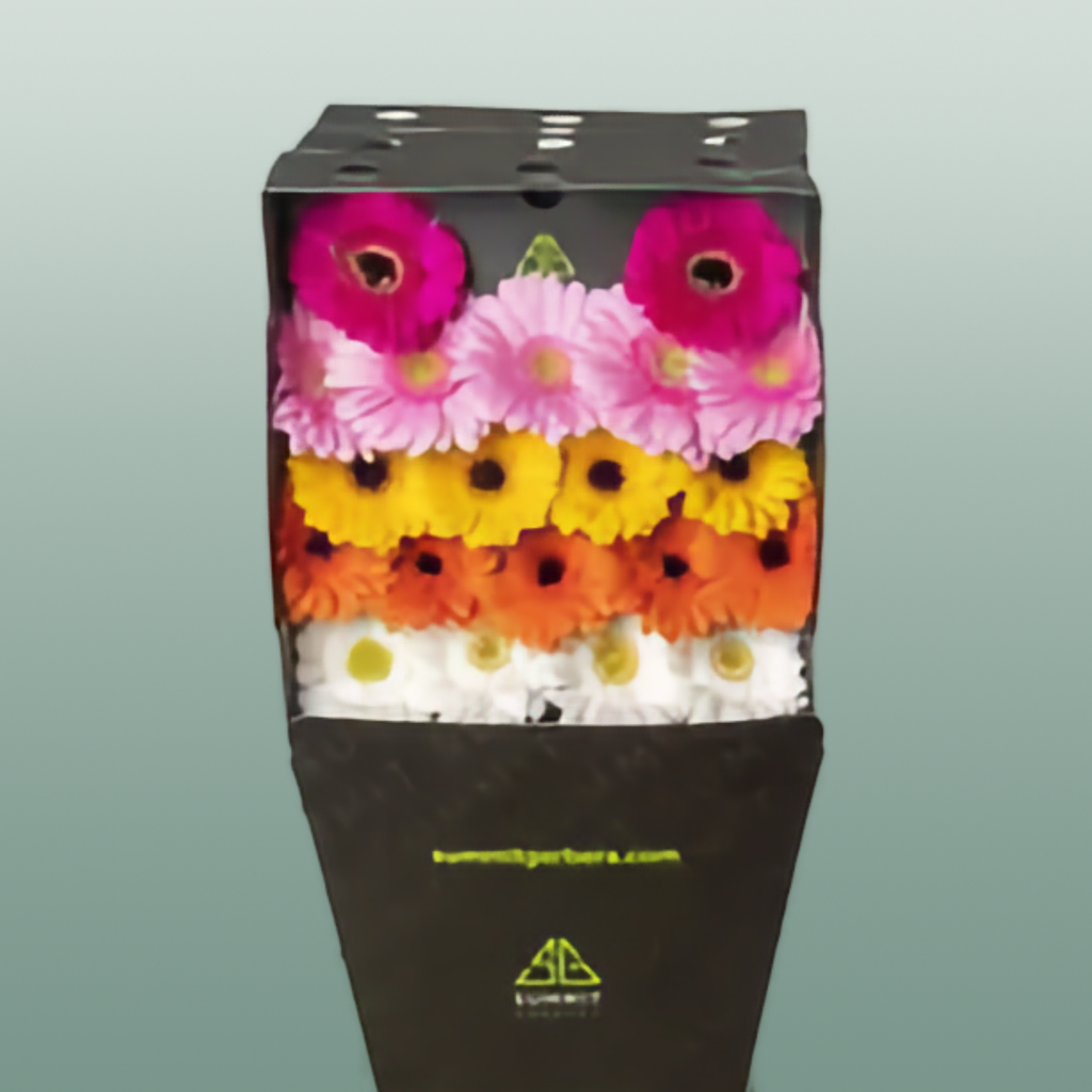 Mixed Germini Flowers – 40cm Stems