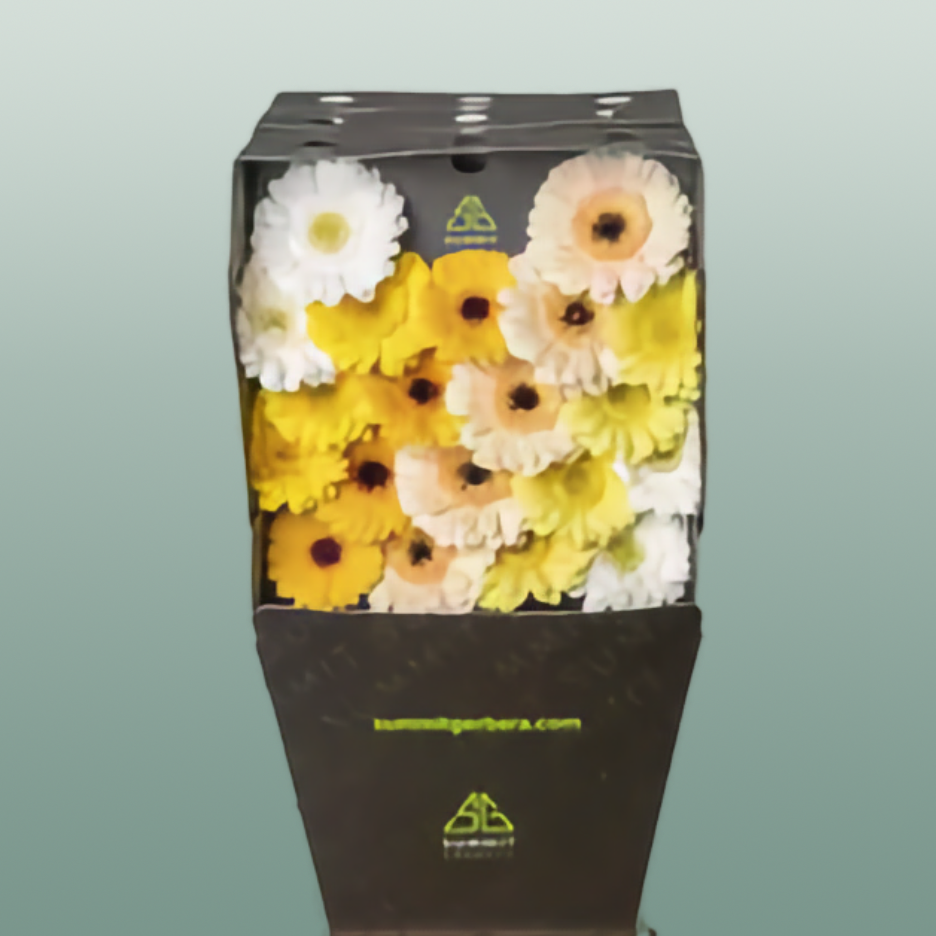 Germini Dream Mix Yellow
