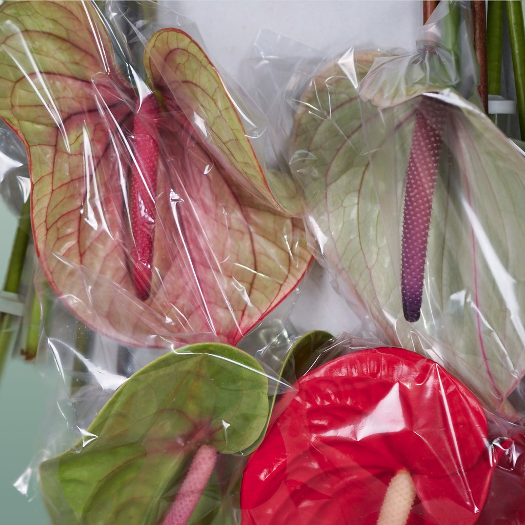 Mixed Anthurium Cut Flowers – 45cm Stems, Bunch of 10