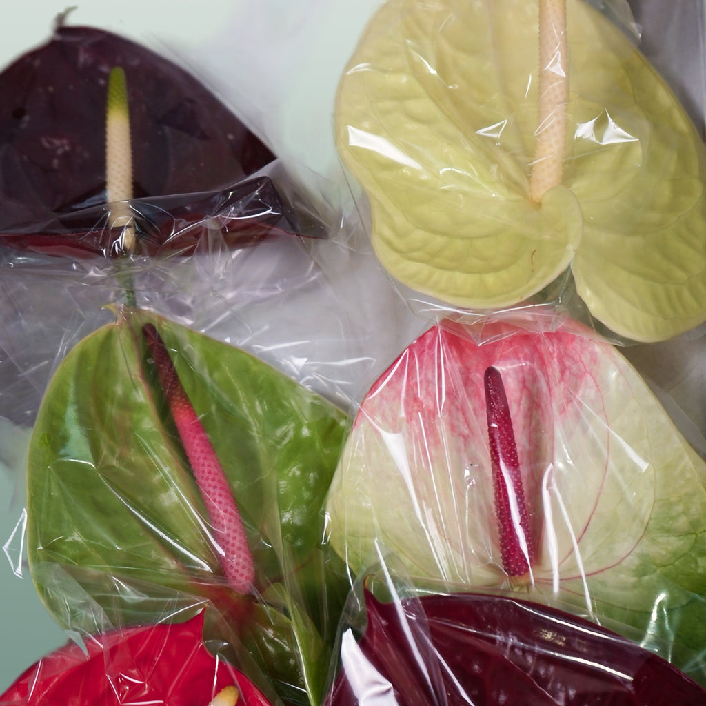 Mixed Anthurium Cut Flowers – 45cm Stems, Bunch of 10