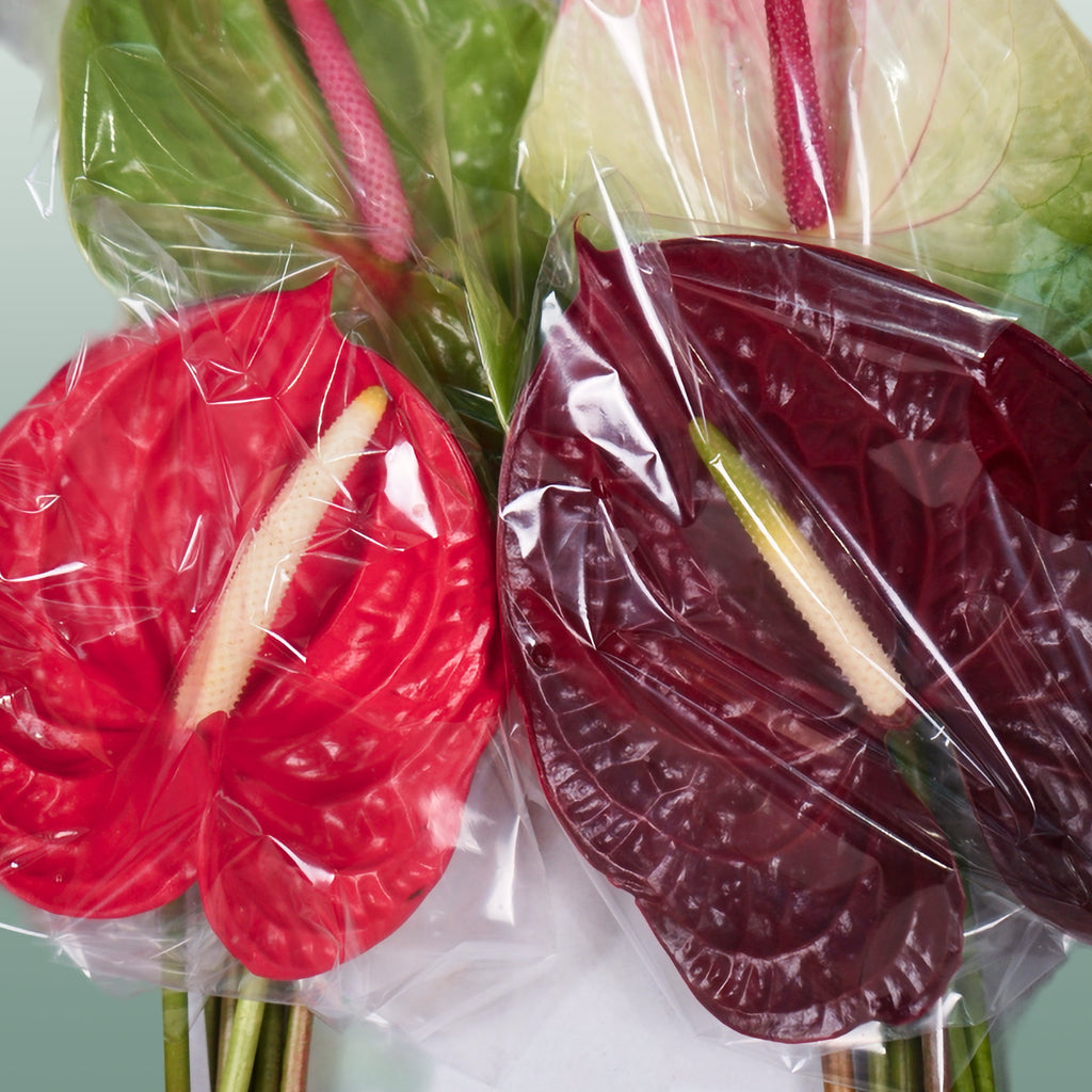 Mixed Anthurium Cut Flowers – 45cm Stems, Bunch of 10