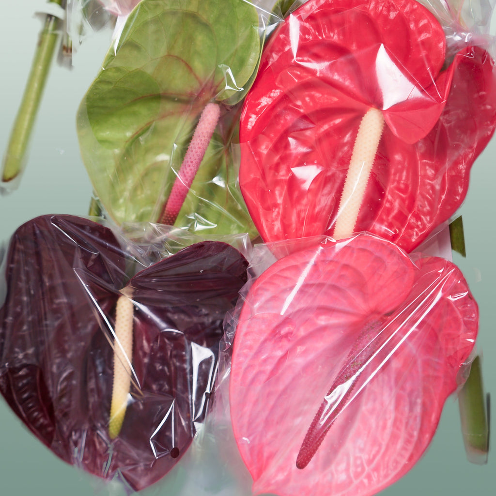 Mixed Anthurium Cut Flowers – 45cm Stems, Bunch of 10