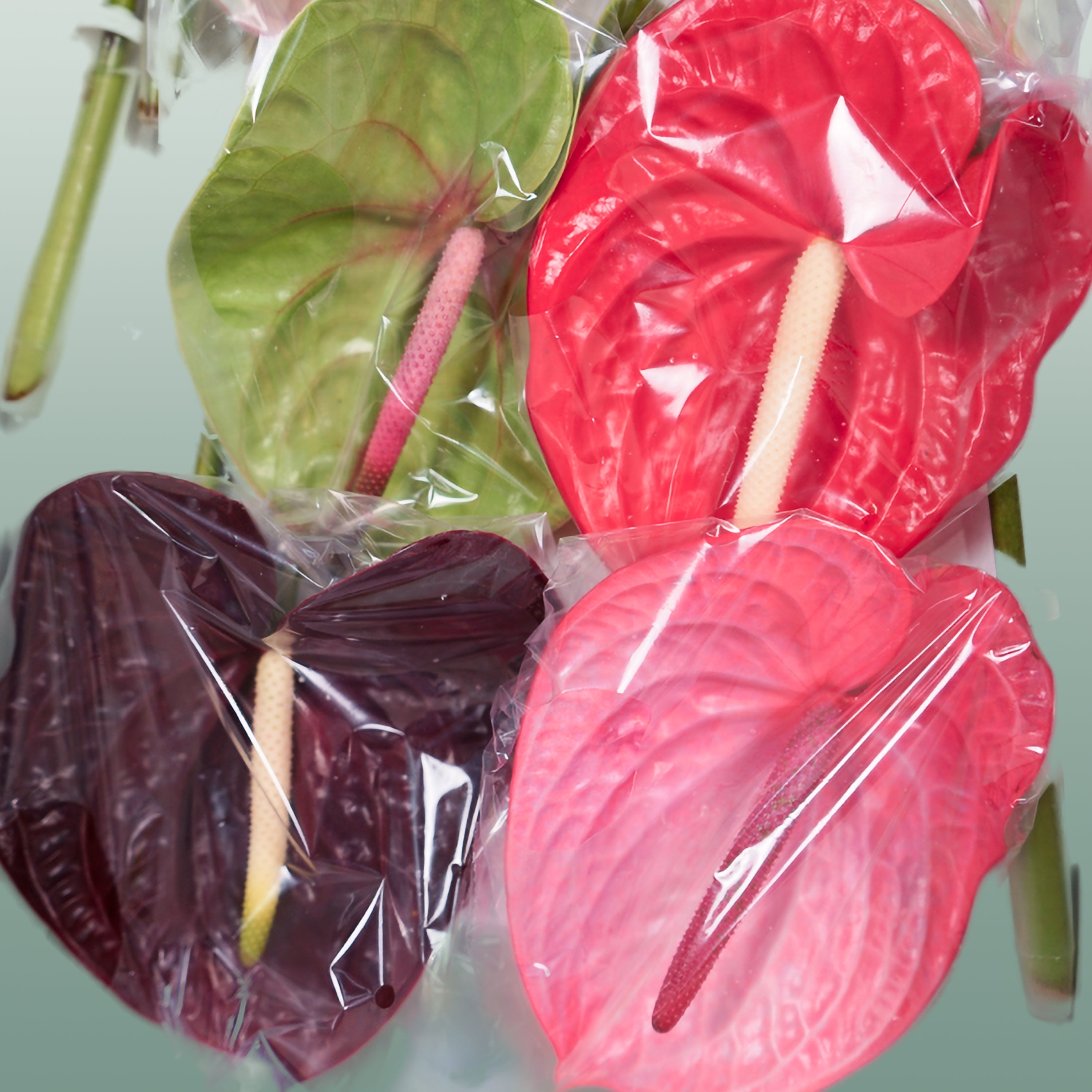 Mixed Anthurium Cut Flowers – 45cm Stems, Bunch of 10