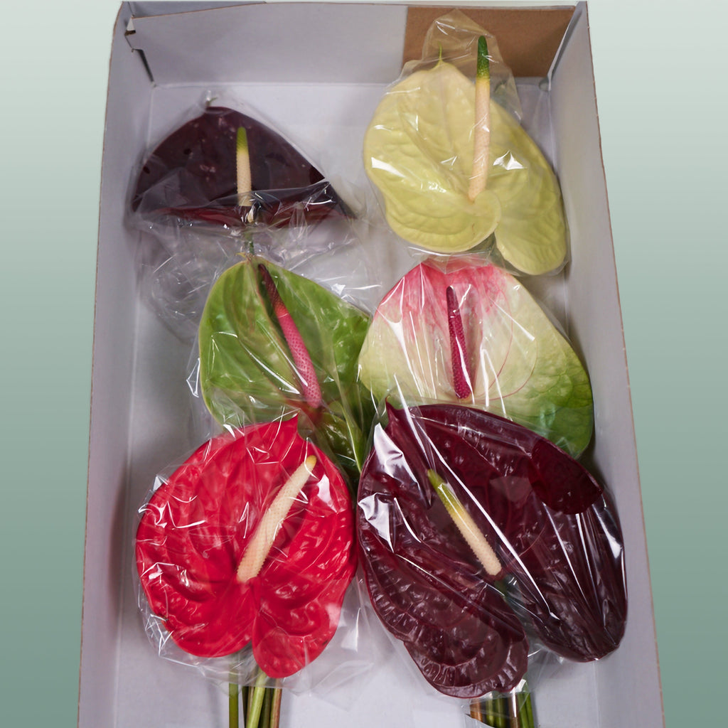 Mixed Anthurium Cut Flowers – 45cm Stems, Bunch of 10