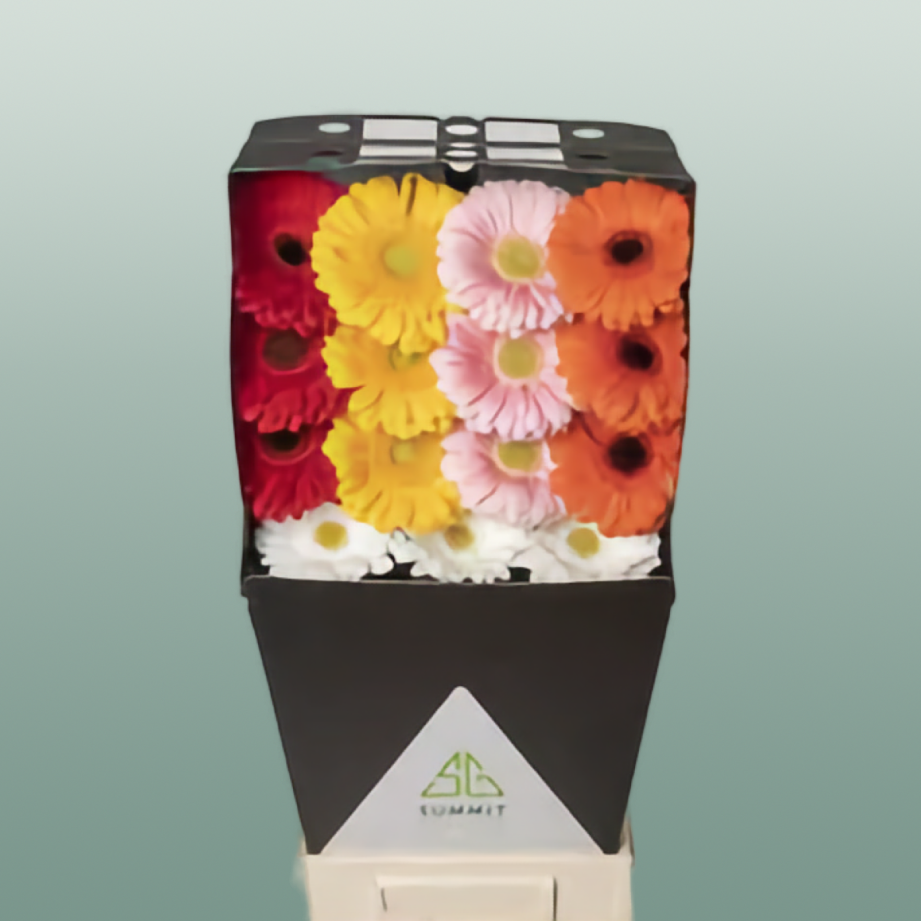 Gerbera Large France Mixed