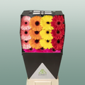 Gerbera - Gerbera - Gemengd op rij