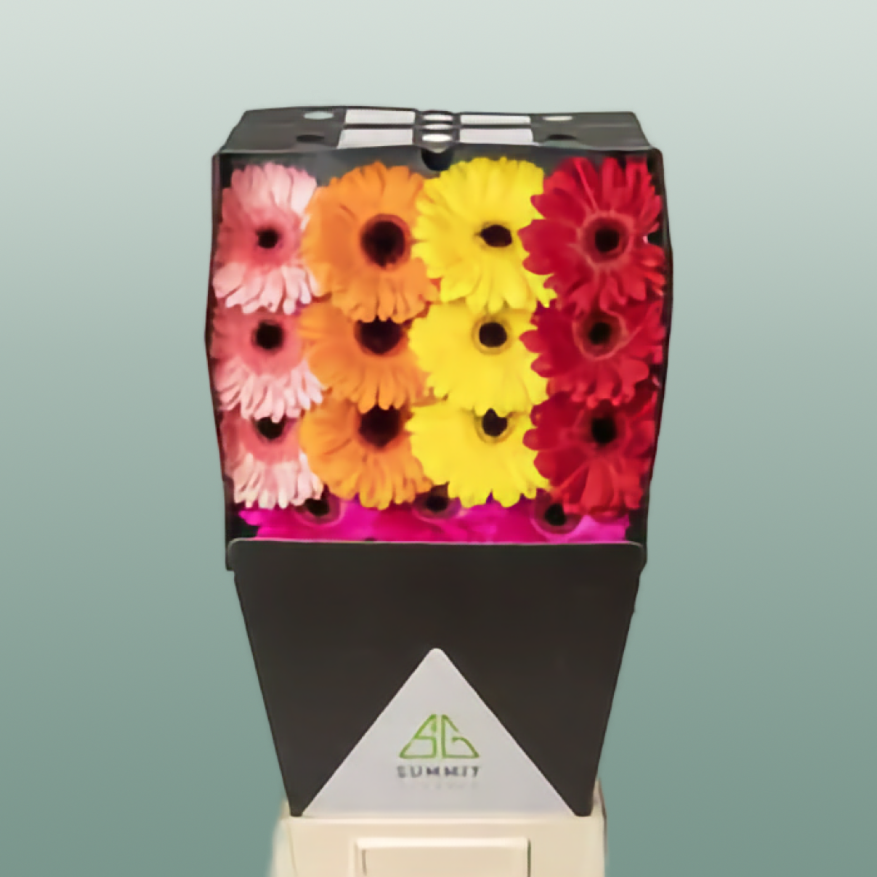 Gerbera - Gerbera - Gemengd op rij