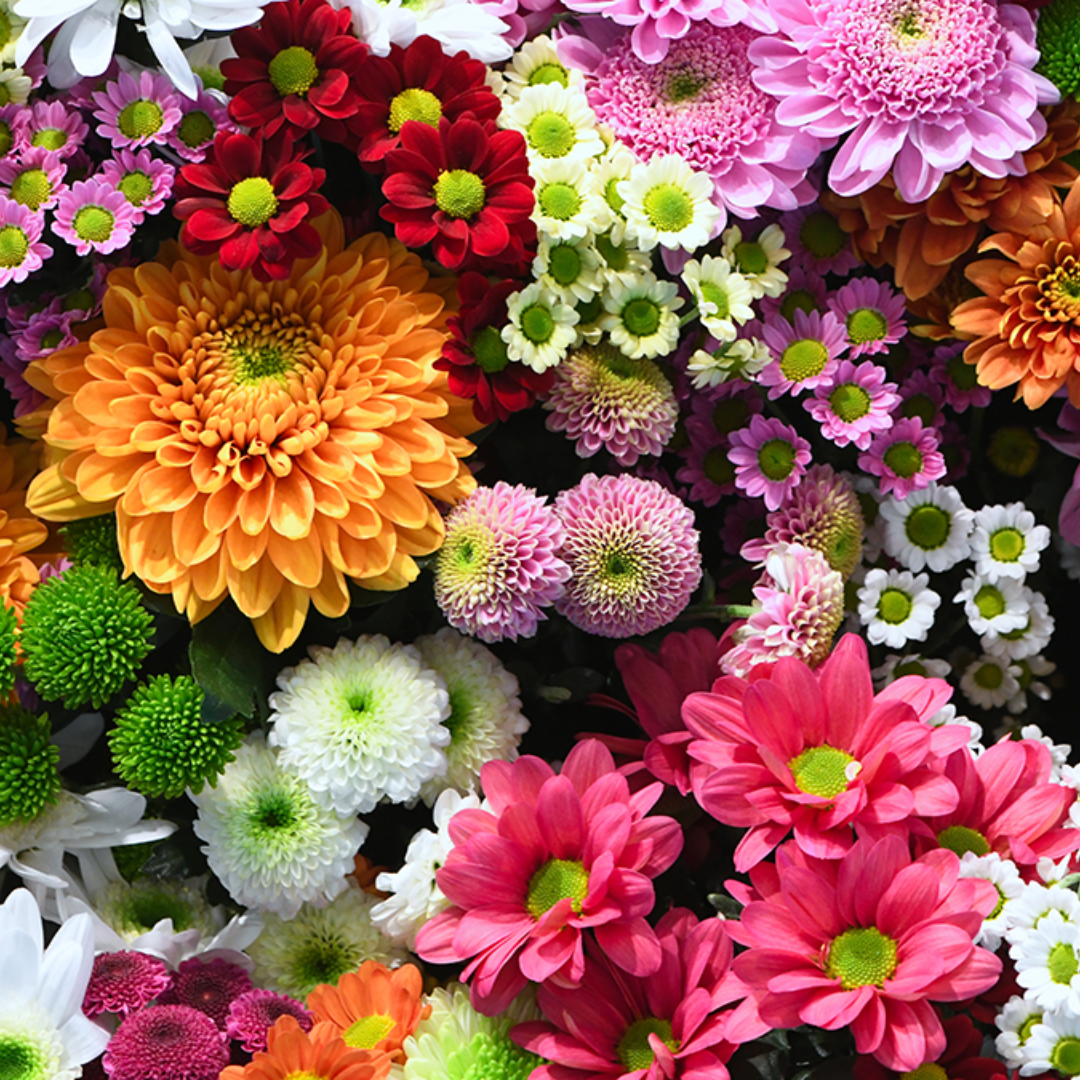 Wholesalers Choice Mixed