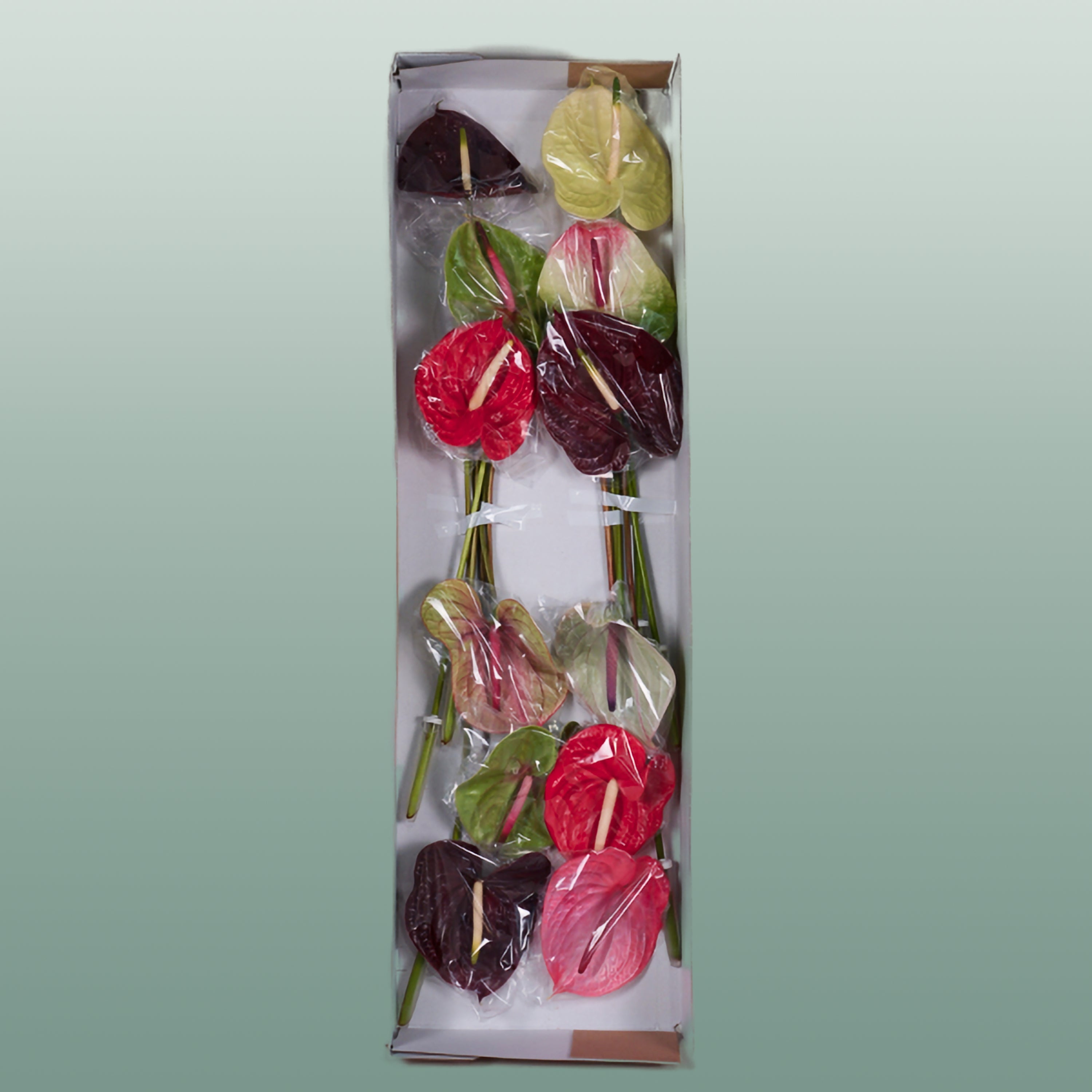Mixed Anthurium Cut Flowers – 45cm Stems, Bunch of 10