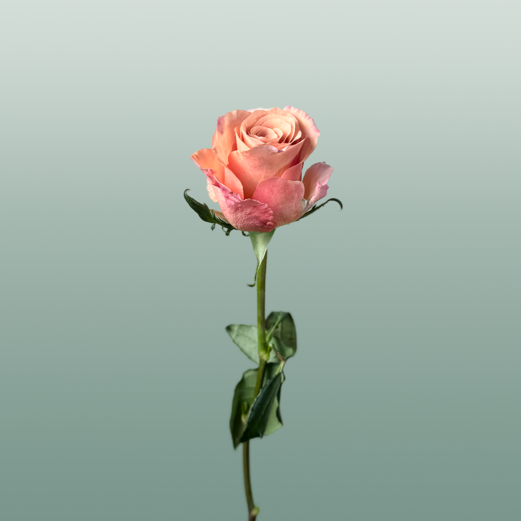 Rose - Rosa - Moccachino