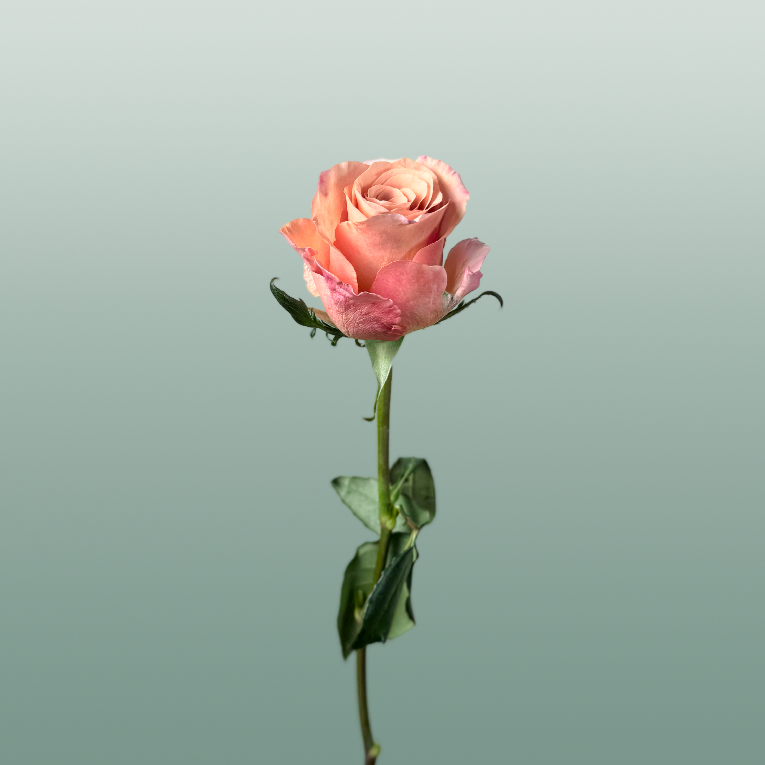 Rose - Rosa - Moccachino
