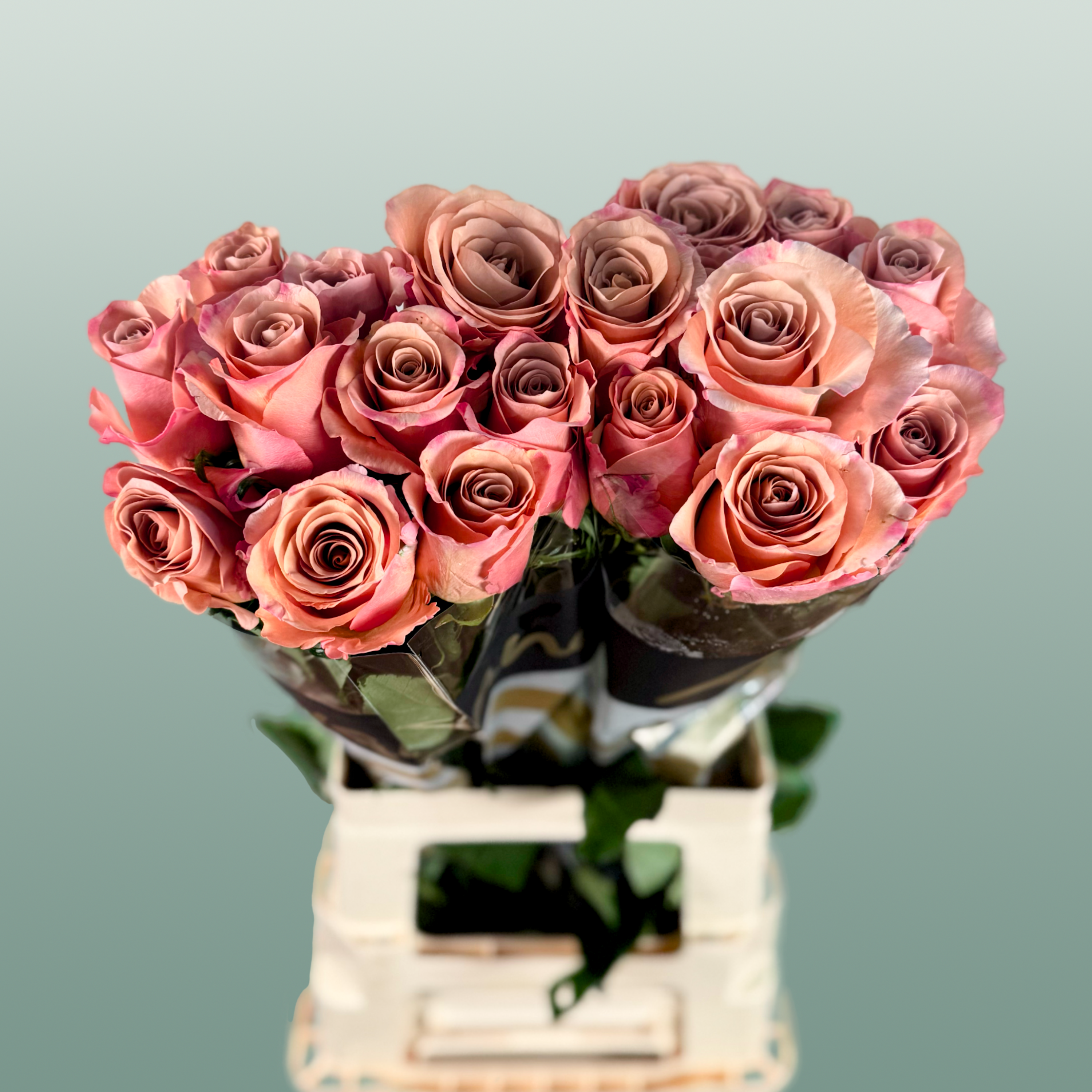 Rose - Rosa - Moccachino