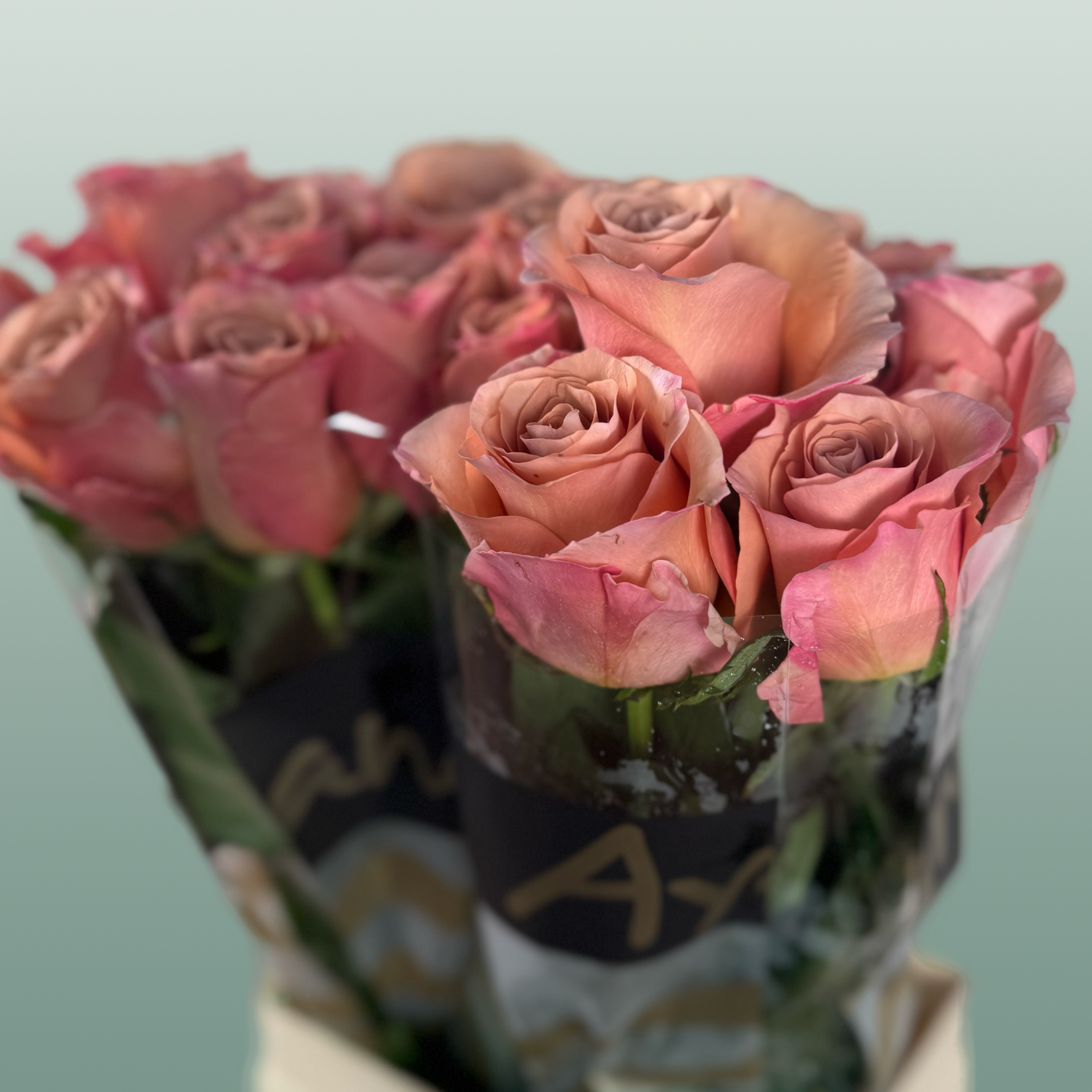 Rose - Rosa - Moccachino
