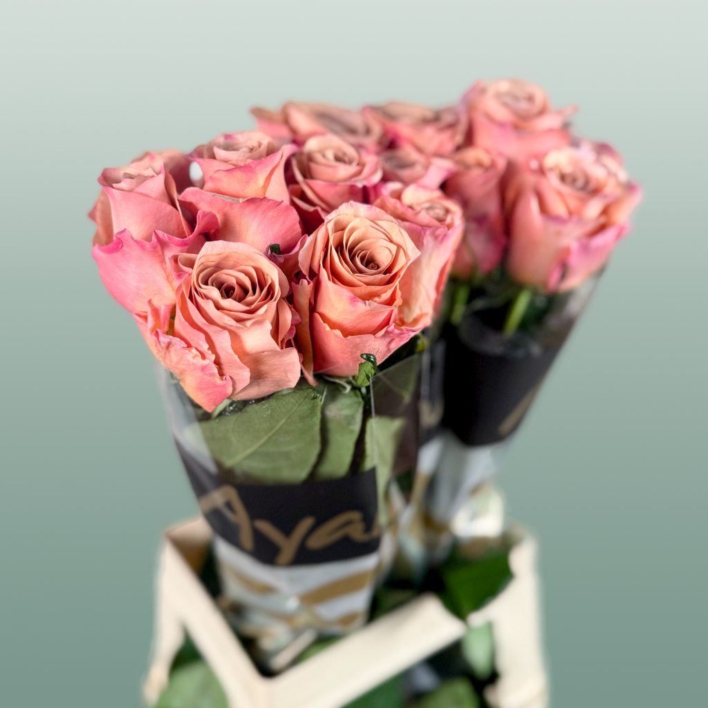Rose - Rosa - Moccachino
